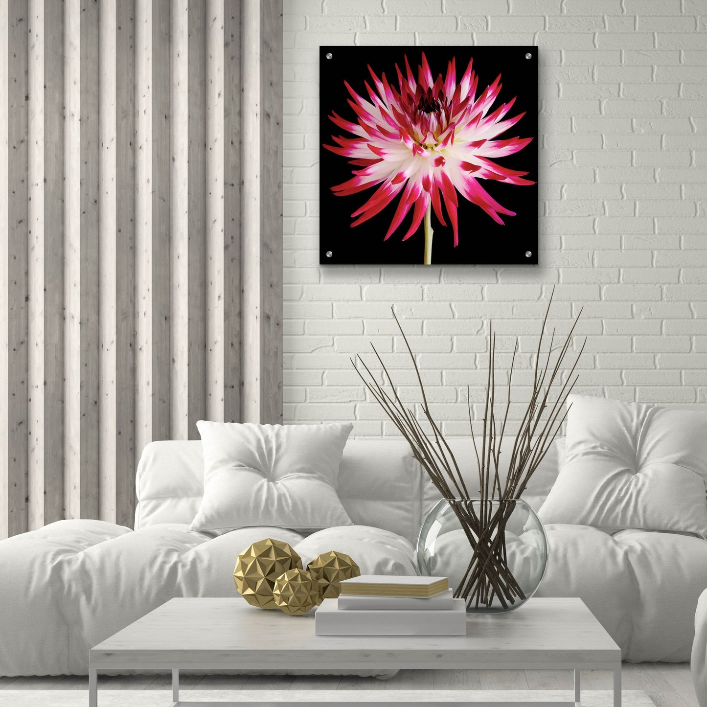 Epic Art 'Pink and White Dahlia on Black' by Tom Quartermaine, Acrylic Glass Wall Art,24x24