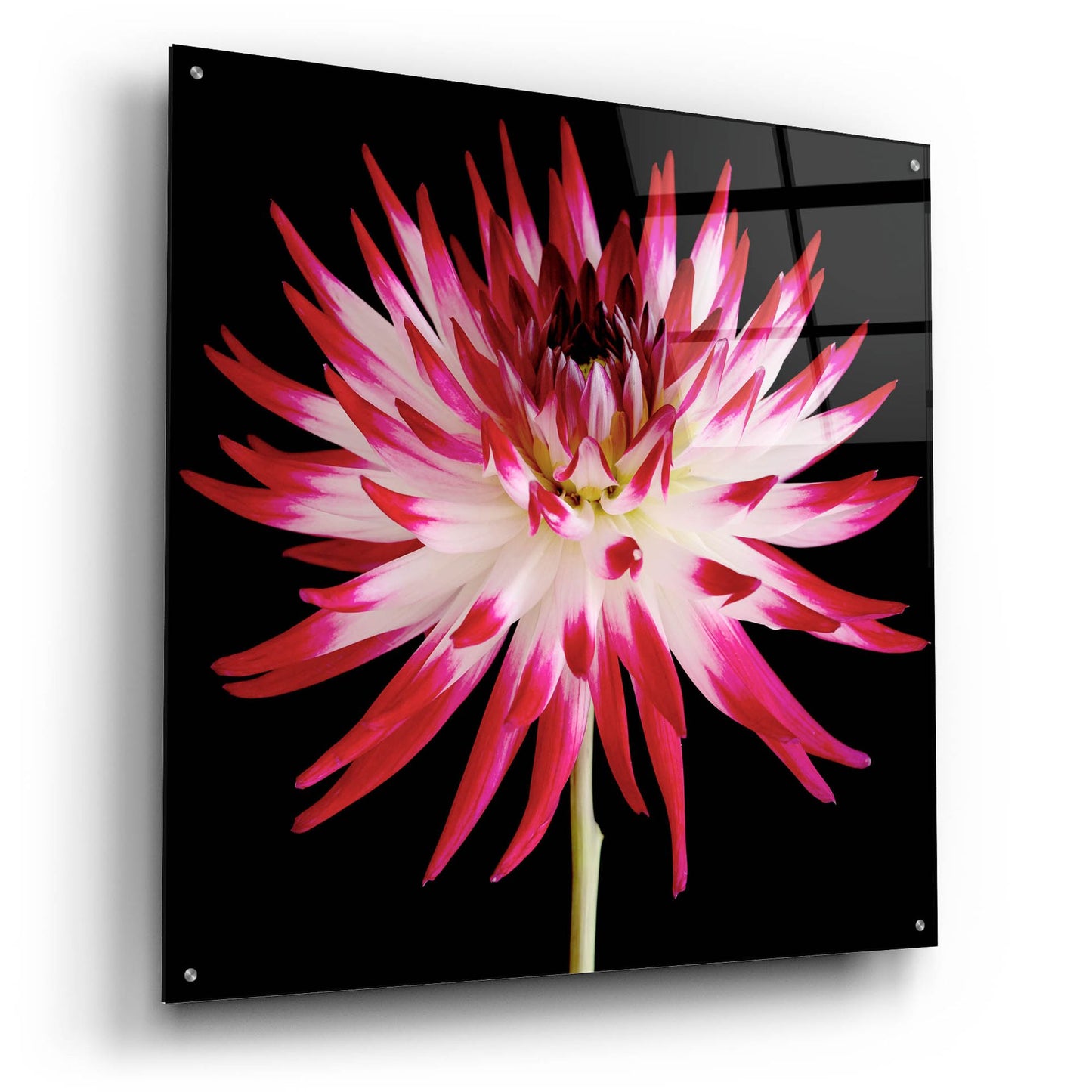 Epic Art 'Pink and White Dahlia on Black' by Tom Quartermaine, Acrylic Glass Wall Art,36x36