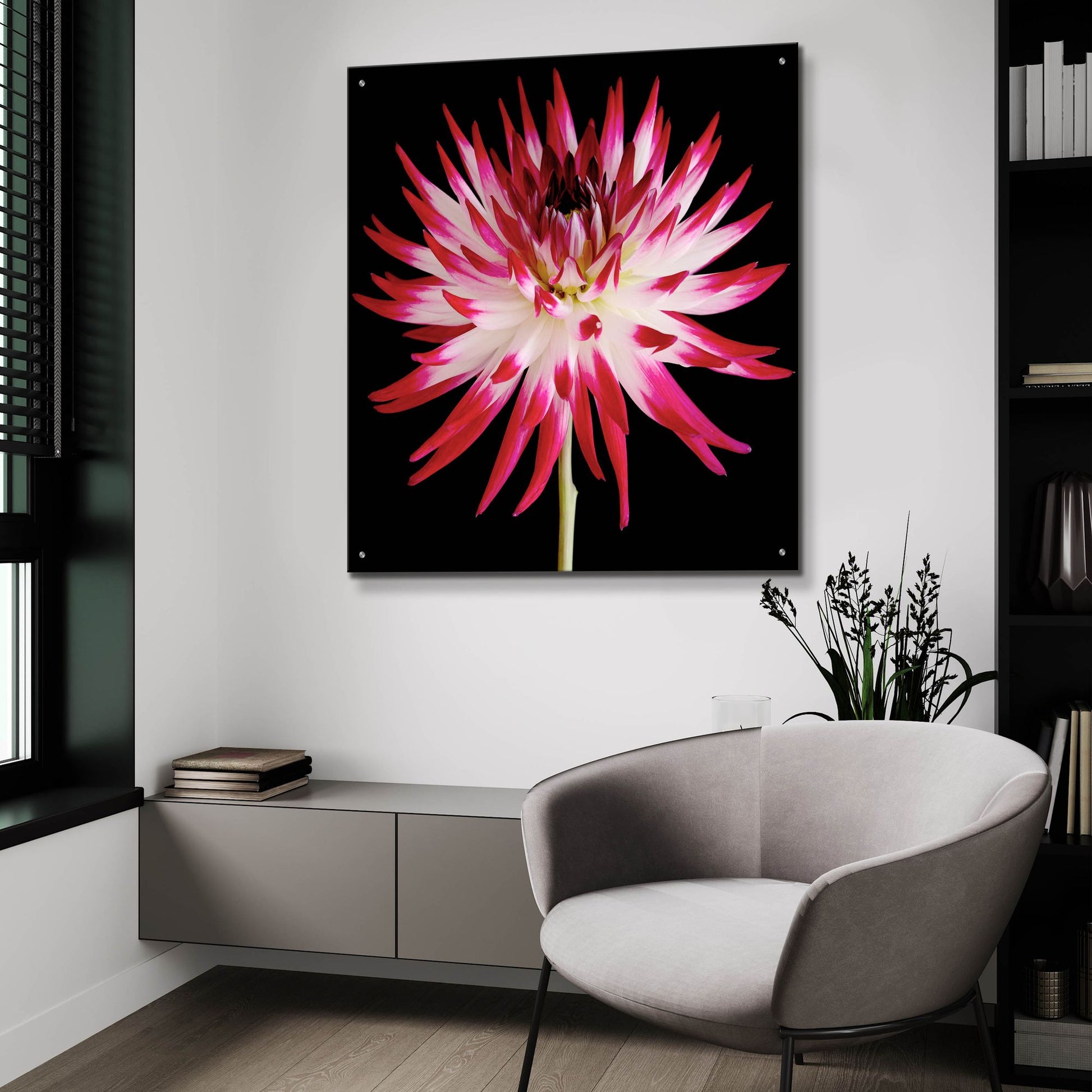 Epic Art 'Pink and White Dahlia on Black' by Tom Quartermaine, Acrylic Glass Wall Art,36x36