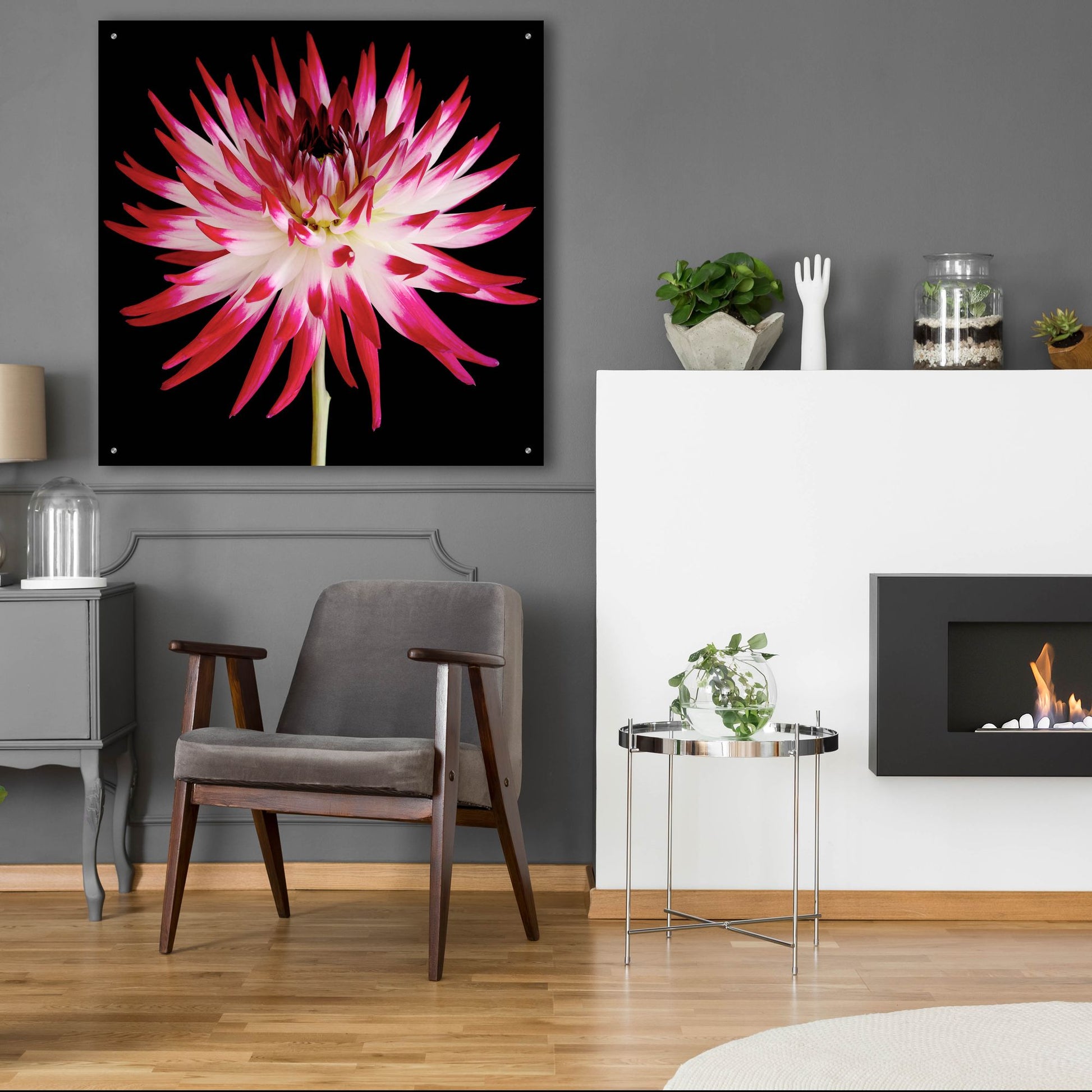 Epic Art 'Pink and White Dahlia on Black' by Tom Quartermaine, Acrylic Glass Wall Art,36x36