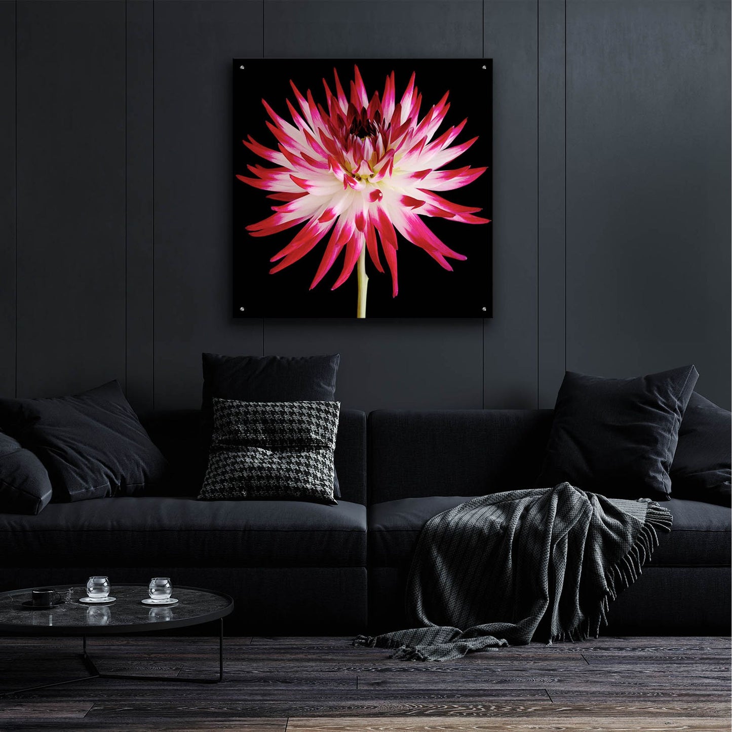 Epic Art 'Pink and White Dahlia on Black' by Tom Quartermaine, Acrylic Glass Wall Art,36x36