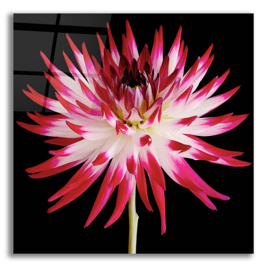 Epic Art 'Pink and White Dahlia on Black' by Tom Quartermaine, Acrylic Glass Wall Art