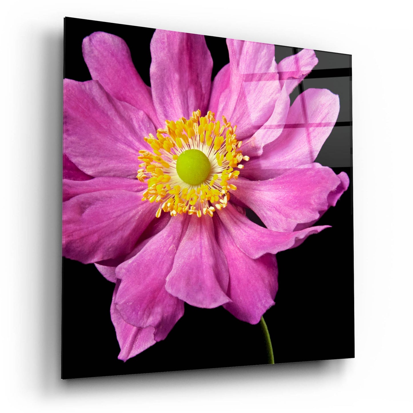 Epic Art 'Pink Flower on Black 01' by Tom Quartermaine, Acrylic Glass Wall Art,12x12