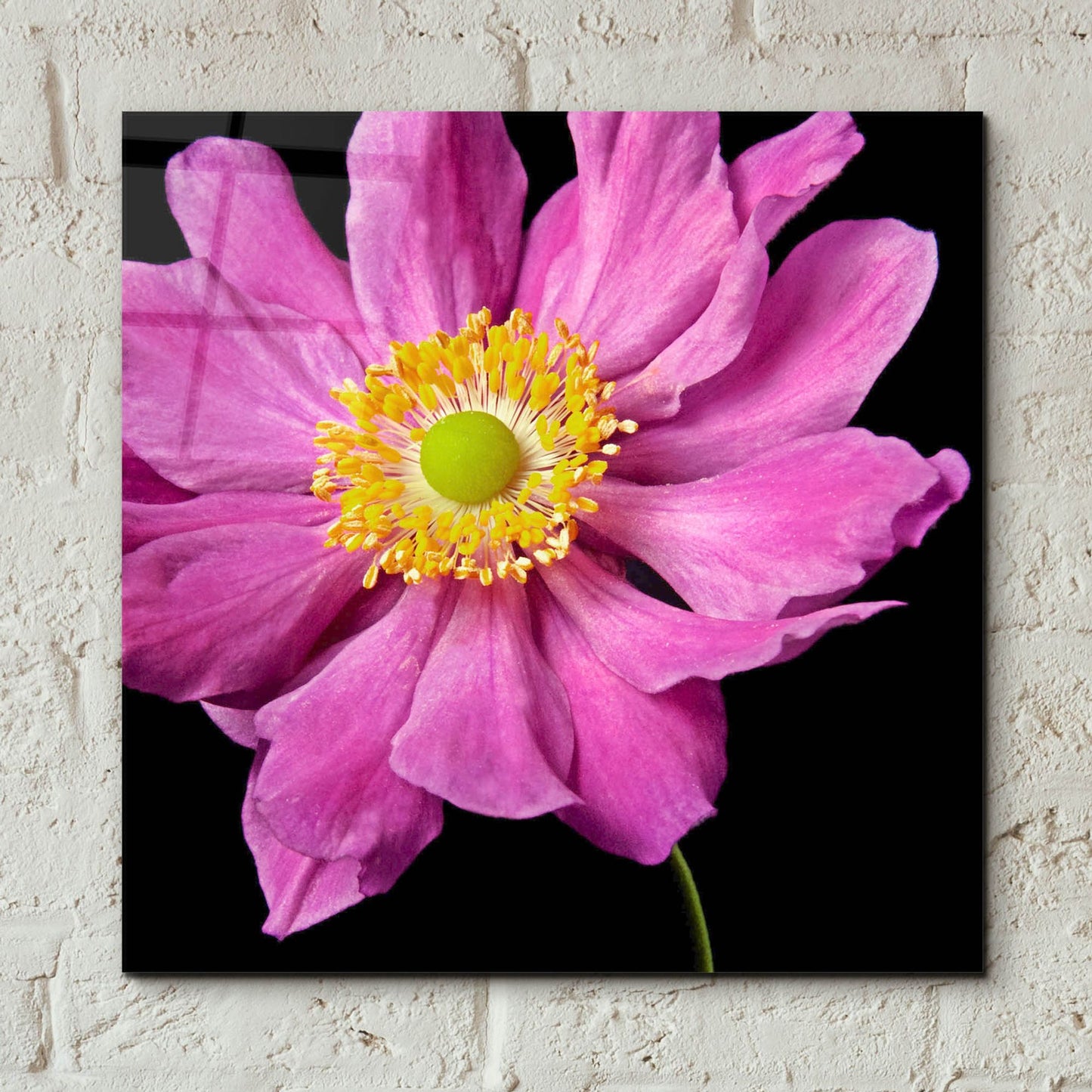 Epic Art 'Pink Flower on Black 01' by Tom Quartermaine, Acrylic Glass Wall Art,12x12