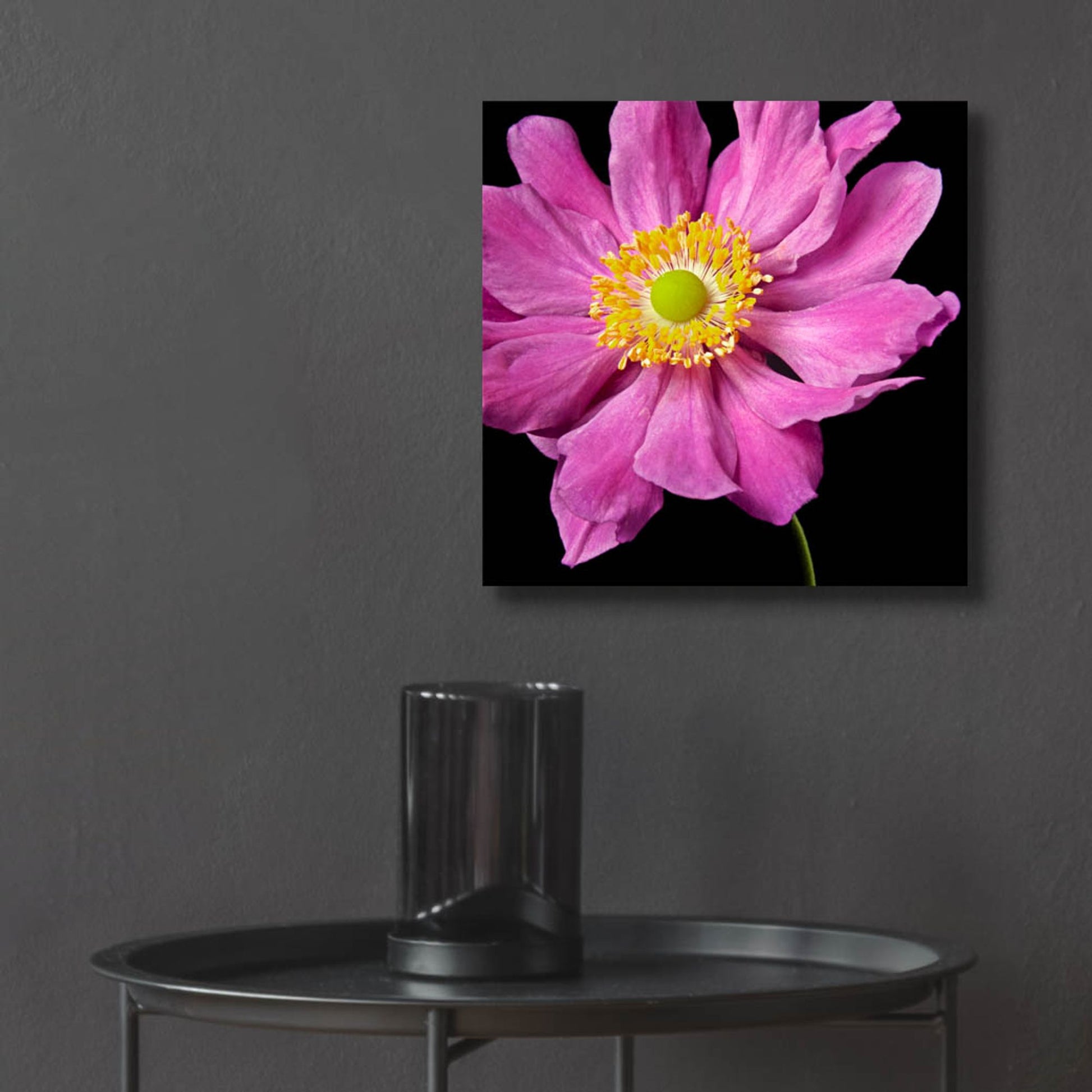 Epic Art 'Pink Flower on Black 01' by Tom Quartermaine, Acrylic Glass Wall Art,12x12