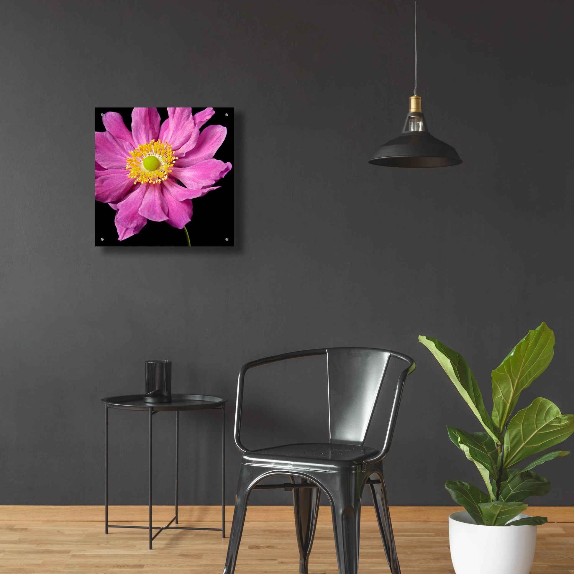 Epic Art 'Pink Flower on Black 01' by Tom Quartermaine, Acrylic Glass Wall Art,24x24