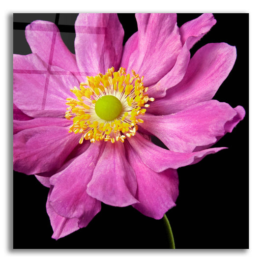 Epic Art 'Pink Flower on Black 01' by Tom Quartermaine, Acrylic Glass Wall Art