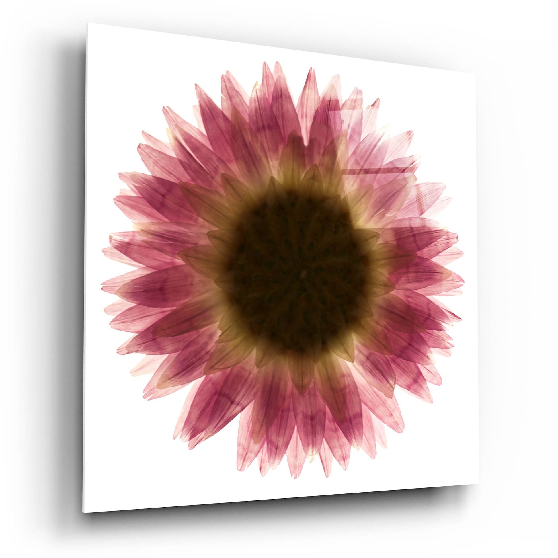 Epic Art 'Pink Flower on White 01' by Tom Quartermaine, Acrylic Glass Wall Art,12x12