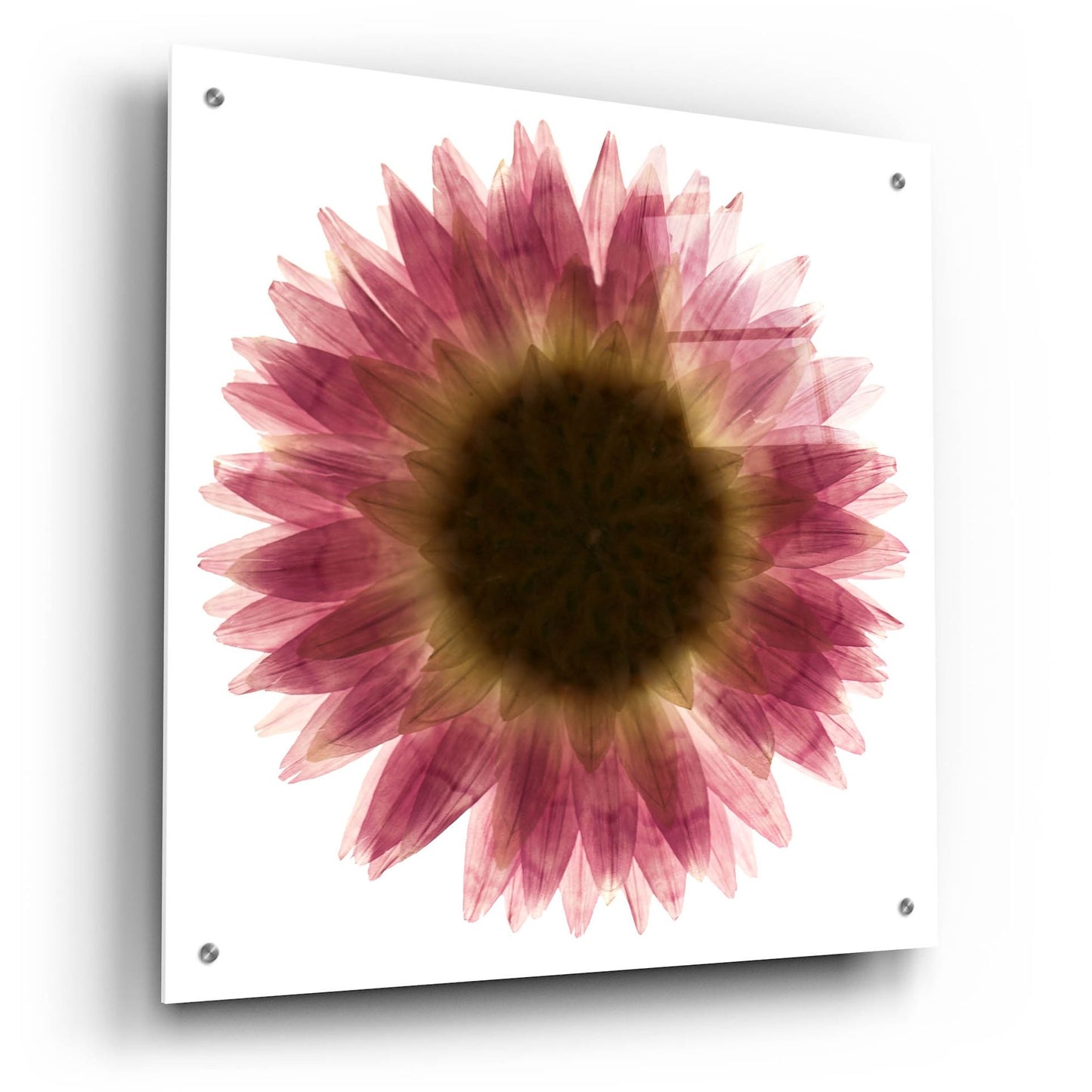 Epic Art 'Pink Flower on White 01' by Tom Quartermaine, Acrylic Glass Wall Art,24x24