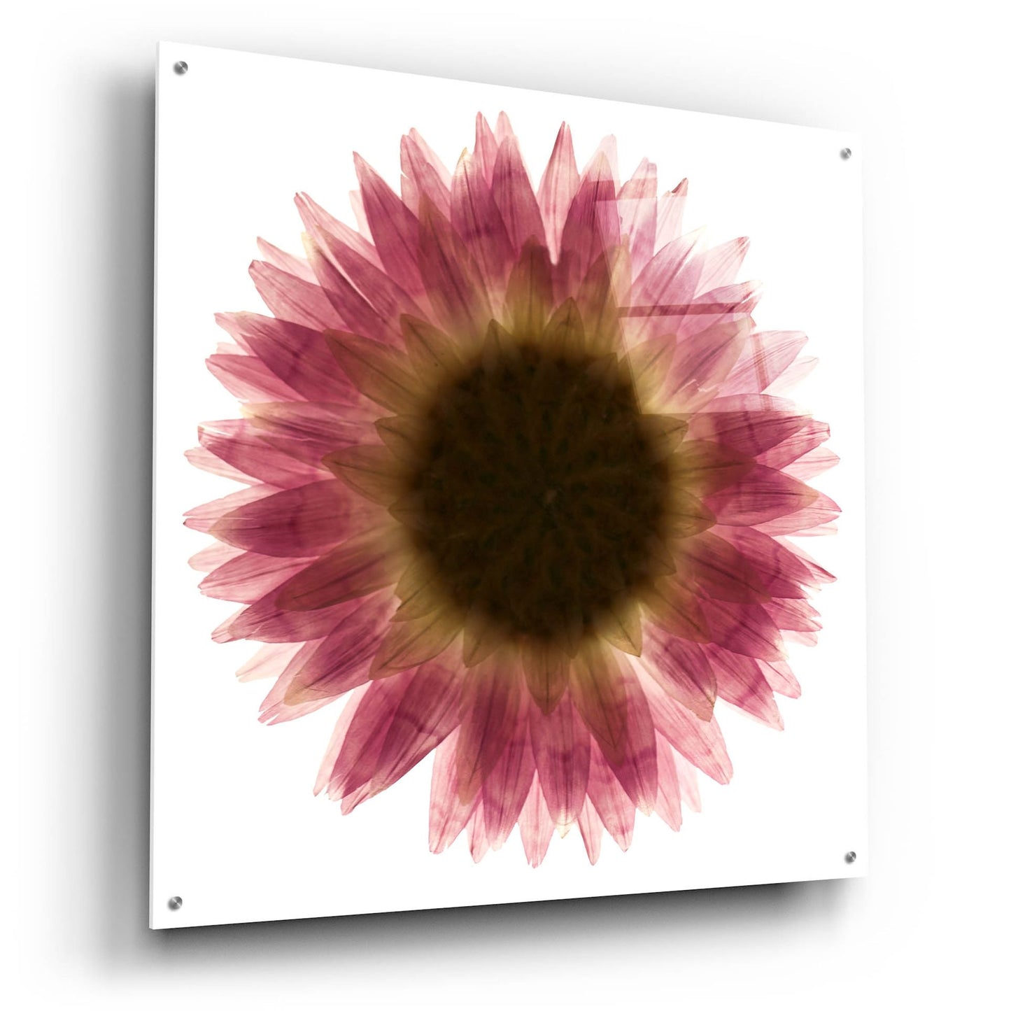 Epic Art 'Pink Flower on White 01' by Tom Quartermaine, Acrylic Glass Wall Art,36x36