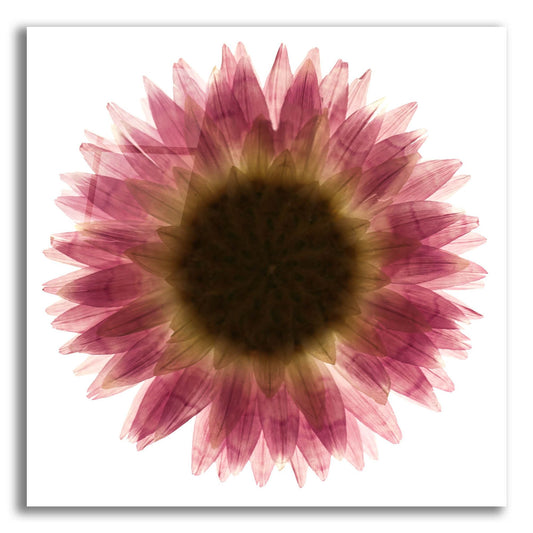 Epic Art 'Pink Flower on White 01' by Tom Quartermaine, Acrylic Glass Wall Art