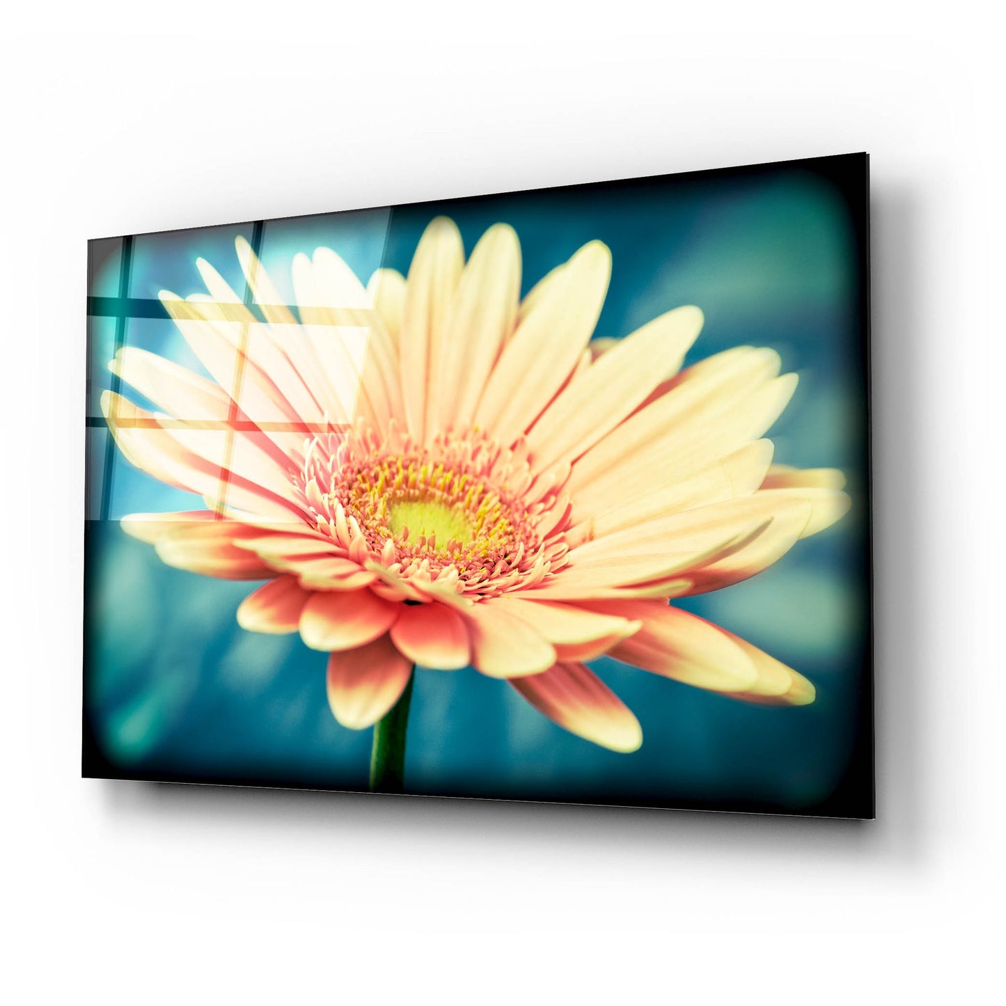 Epic Art 'Pink Flower with Frame' by Tom Quartermaine, Acrylic Glass Wall Art,24x16