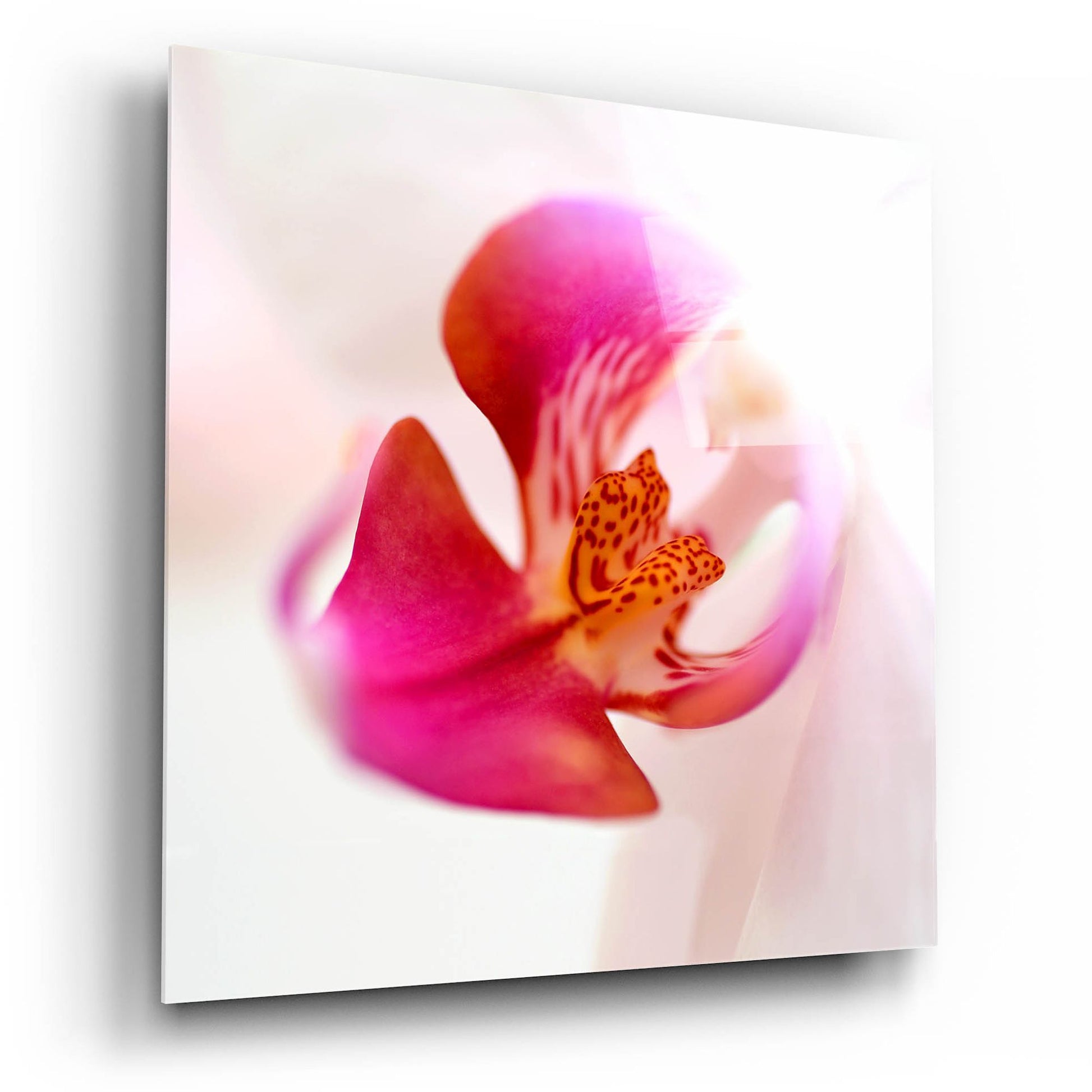 Epic Art 'Pink Orchid Close up 01' by Tom Quartermaine, Acrylic Glass Wall Art,12x12