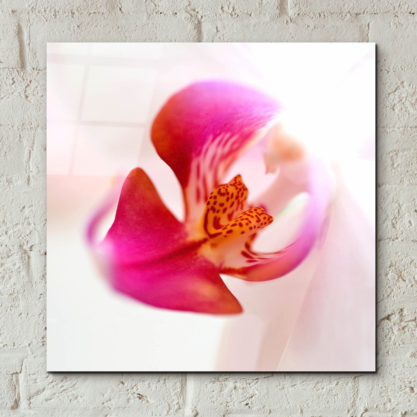 Epic Art 'Pink Orchid Close up 01' by Tom Quartermaine, Acrylic Glass Wall Art,12x12