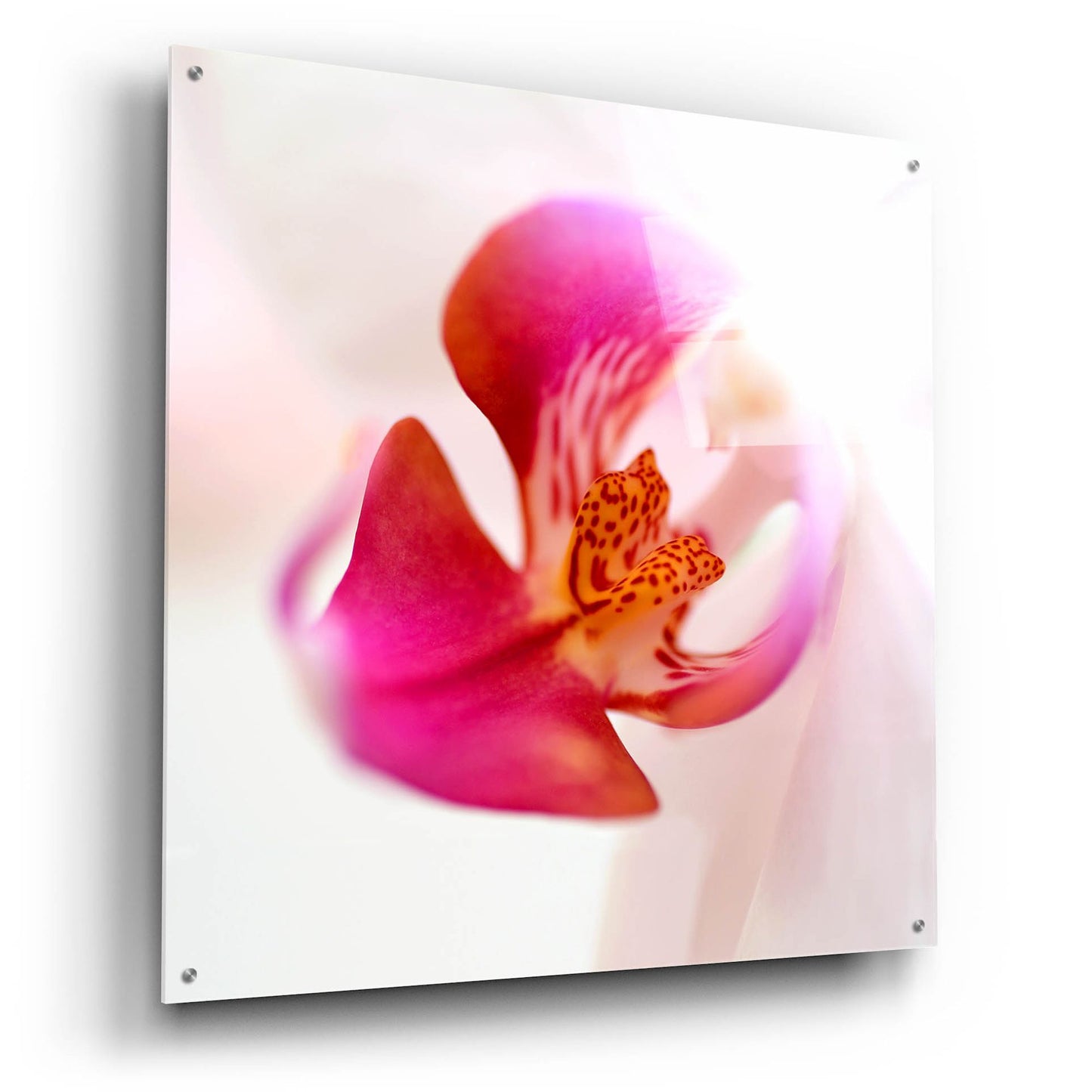 Epic Art 'Pink Orchid Close up 01' by Tom Quartermaine, Acrylic Glass Wall Art,36x36