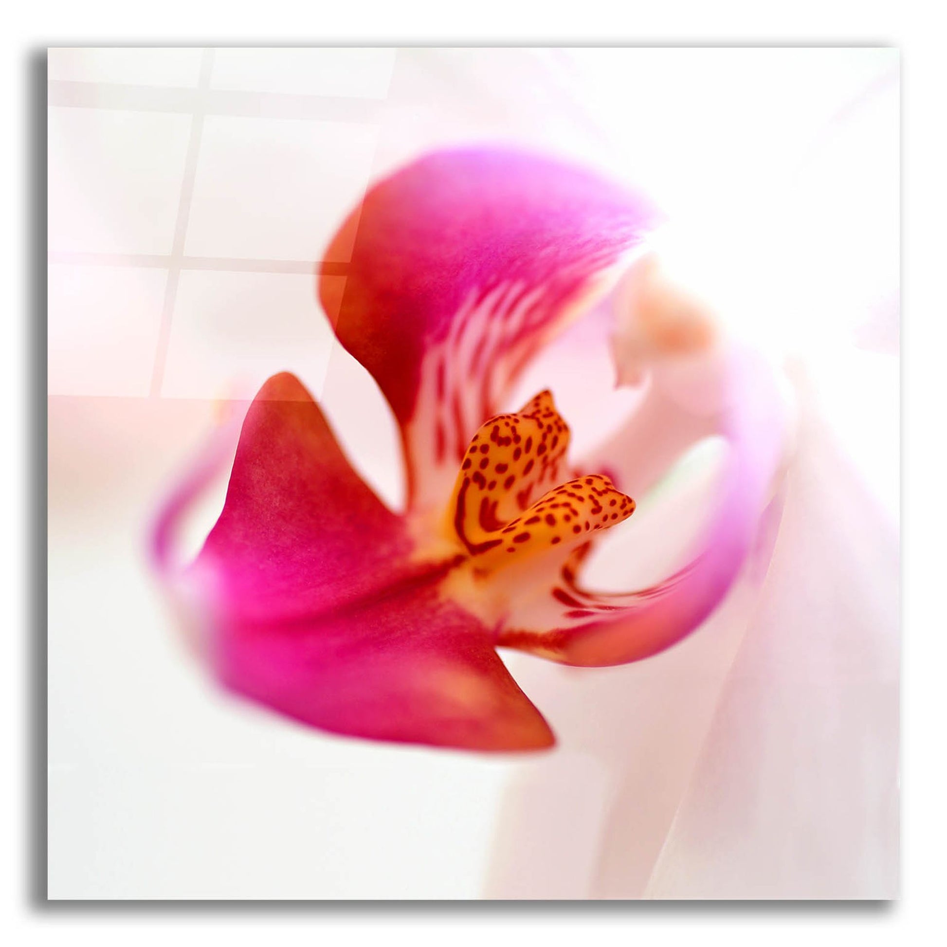 Epic Art 'Pink Orchid Close up 01' by Tom Quartermaine, Acrylic Glass Wall Art