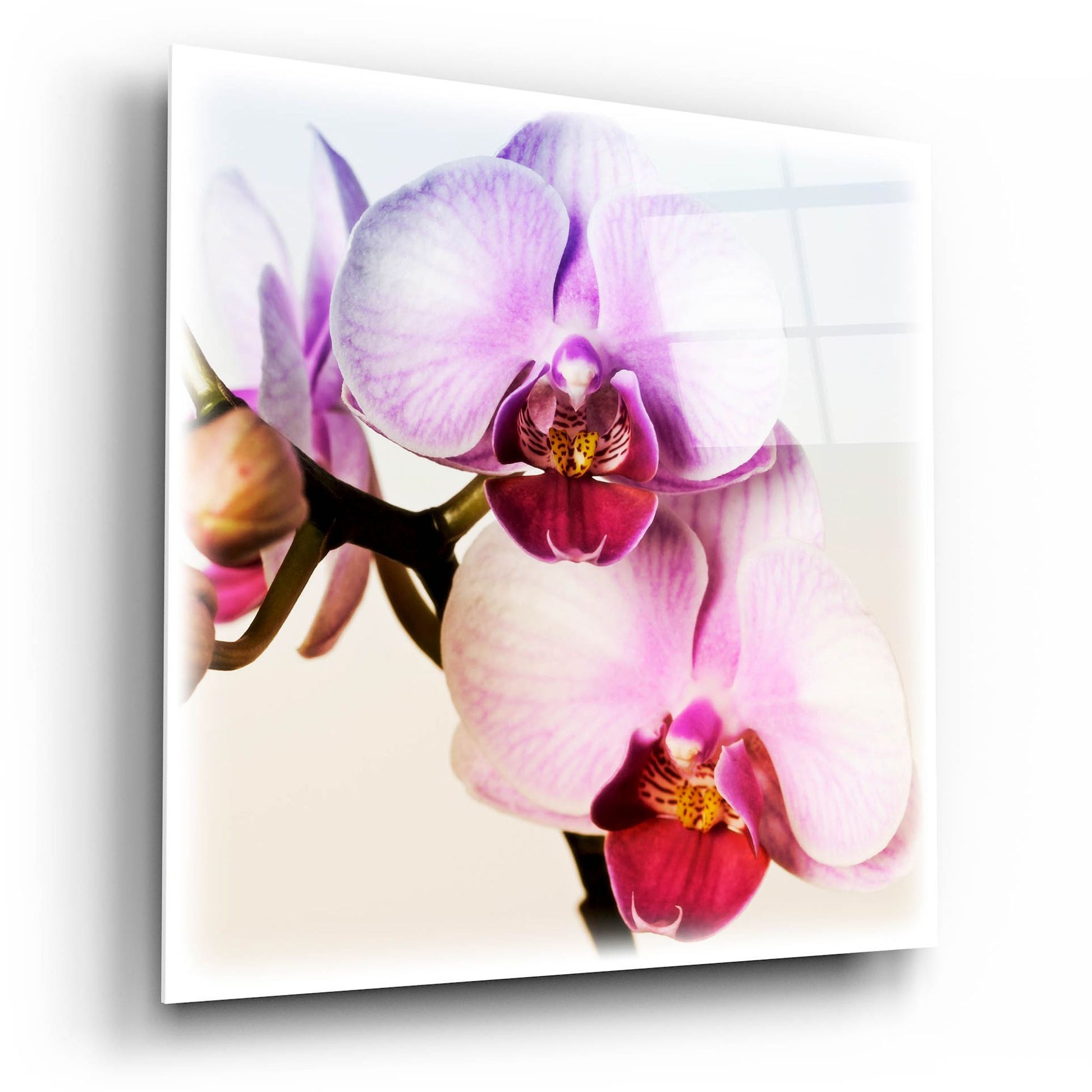 Epic Art 'Pink Orchid Close up 02' by Tom Quartermaine, Acrylic Glass Wall Art,12x12