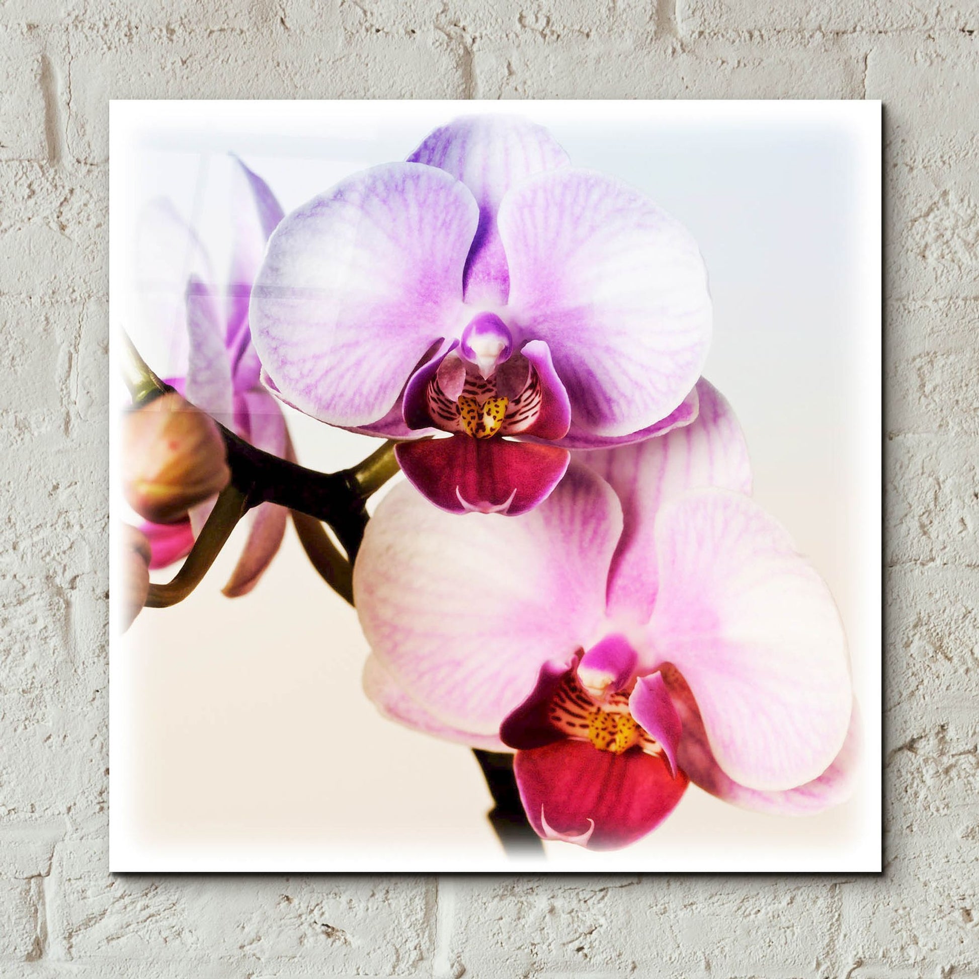 Epic Art 'Pink Orchid Close up 02' by Tom Quartermaine, Acrylic Glass Wall Art,12x12