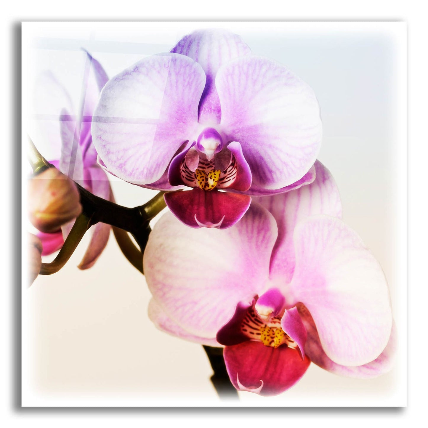 Epic Art 'Pink Orchid Close up 02' by Tom Quartermaine, Acrylic Glass Wall Art