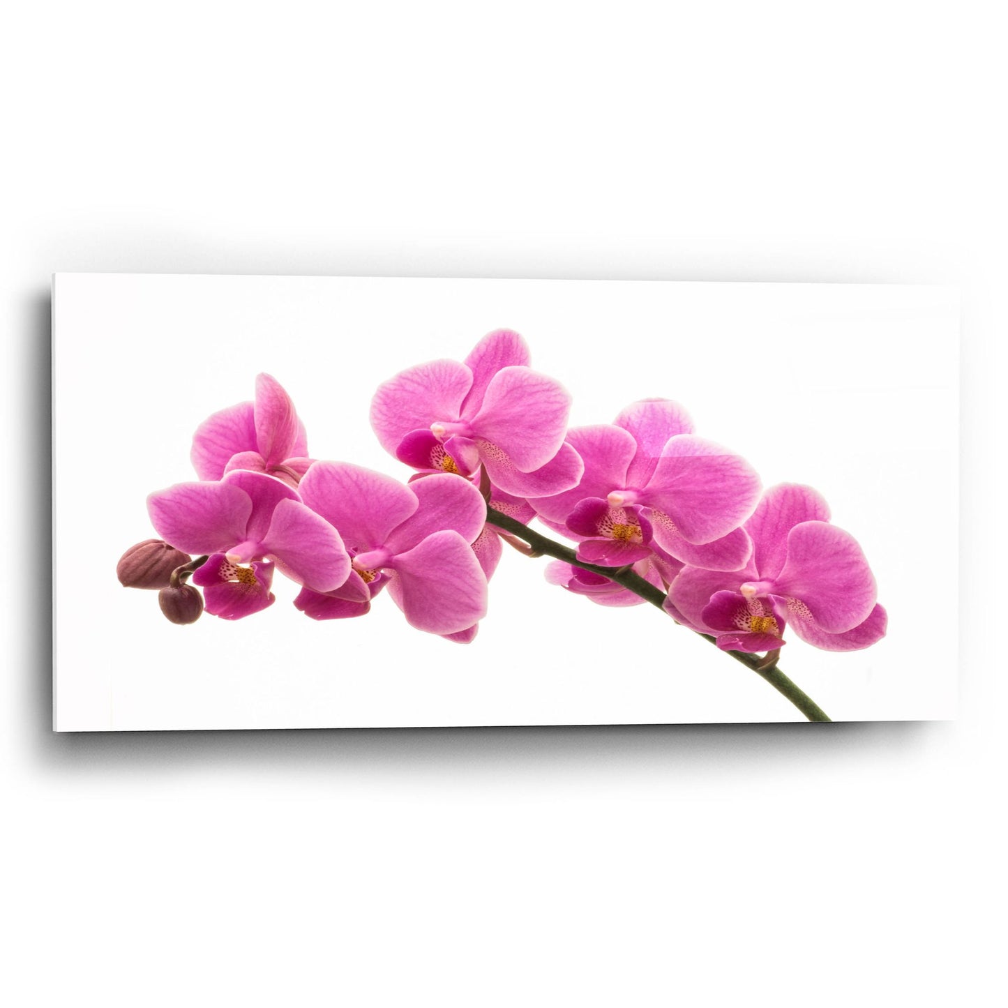 Epic Art 'Pink Orchid on White 01' by Tom Quartermaine, Acrylic Glass Wall Art,24x12