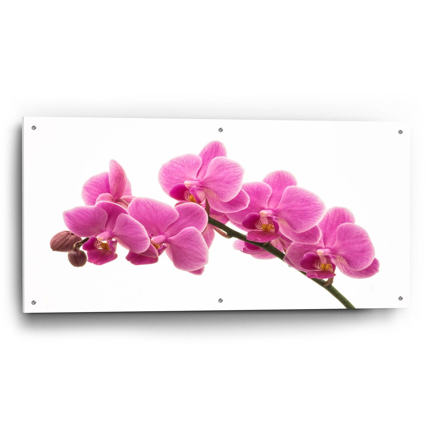 Epic Art 'Pink Orchid on White 01' by Tom Quartermaine, Acrylic Glass Wall Art,48x24