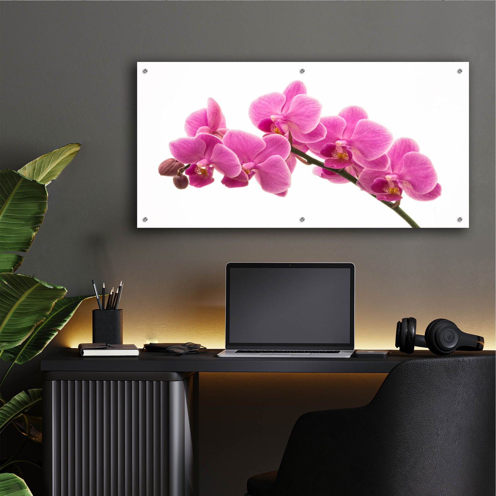 Epic Art 'Pink Orchid on White 01' by Tom Quartermaine, Acrylic Glass Wall Art,48x24