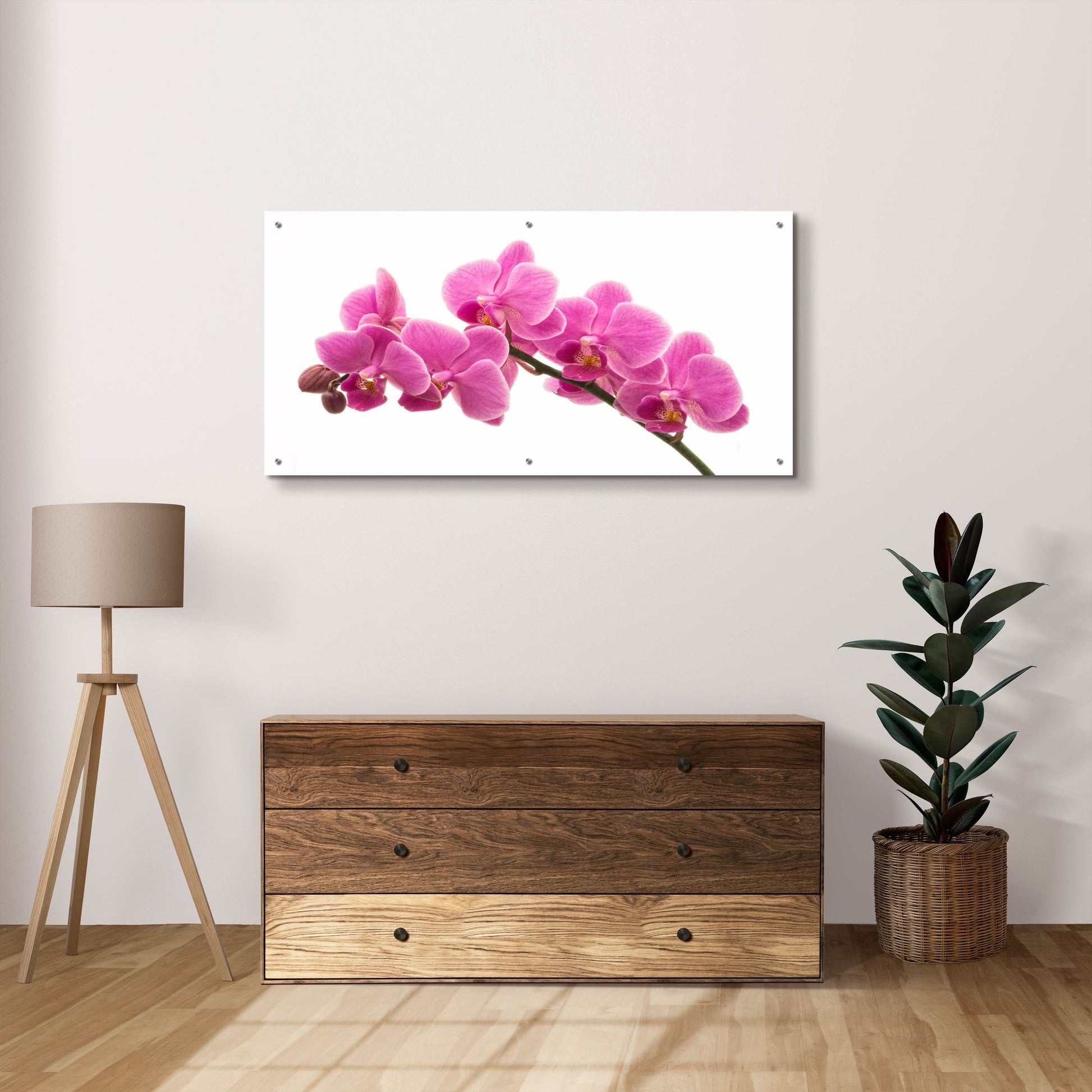 Epic Art 'Pink Orchid on White 01' by Tom Quartermaine, Acrylic Glass Wall Art,48x24