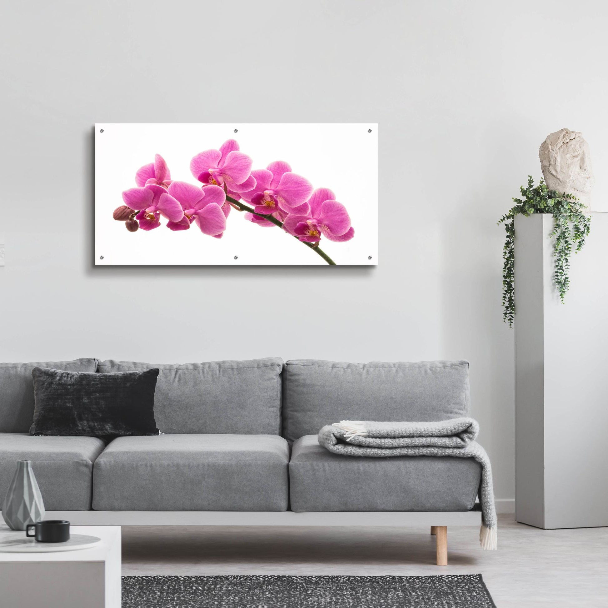 Epic Art 'Pink Orchid on White 01' by Tom Quartermaine, Acrylic Glass Wall Art,48x24