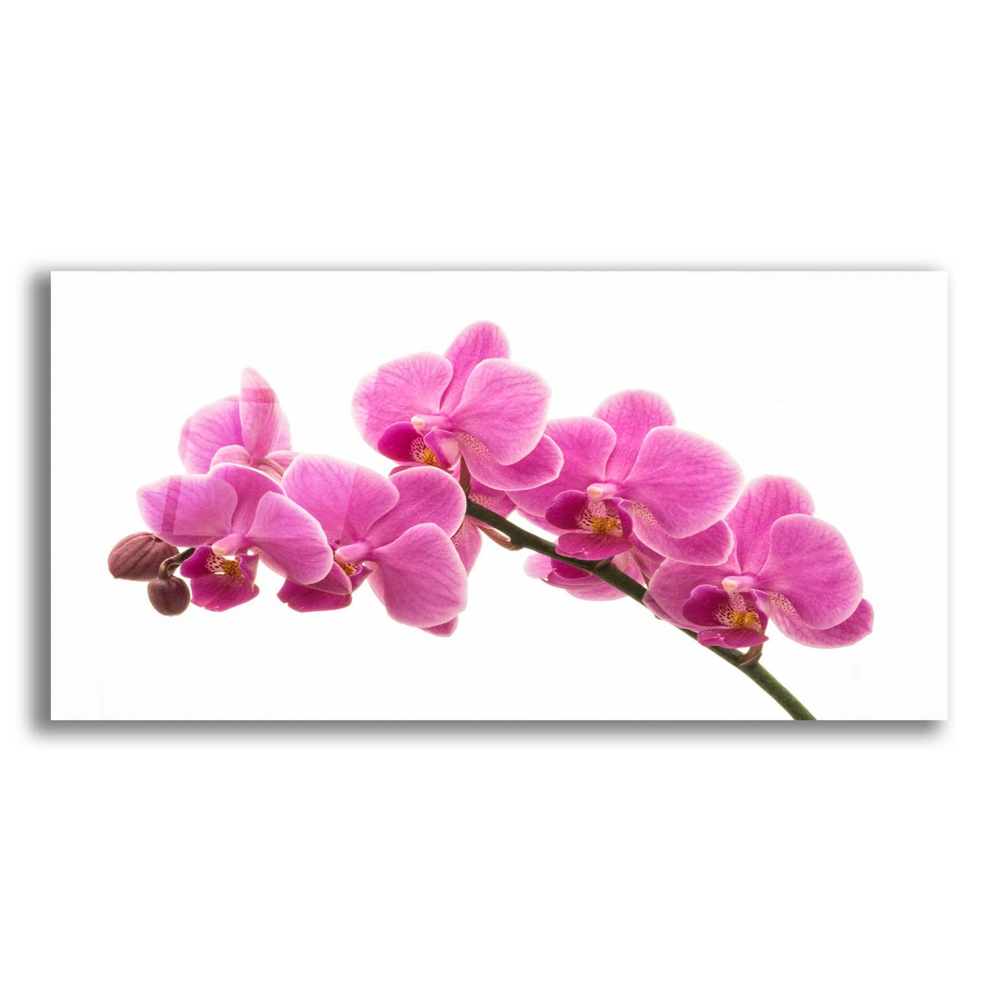 Epic Art 'Pink Orchid on White 01' by Tom Quartermaine, Acrylic Glass Wall Art