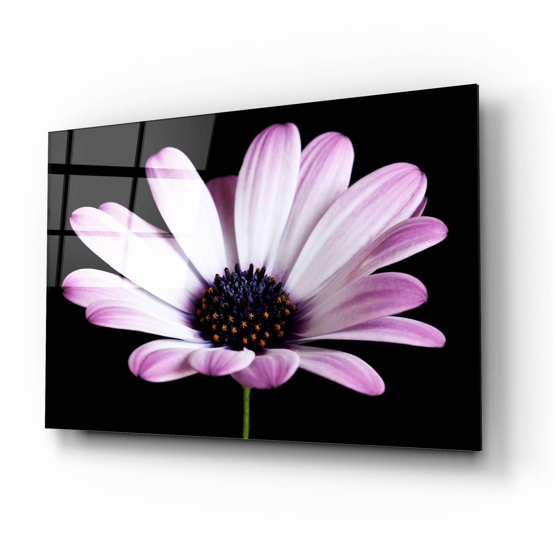 Epic Art 'Pink Osteospurmum Black 04' by Tom Quartermaine, Acrylic Glass Wall Art,16x12