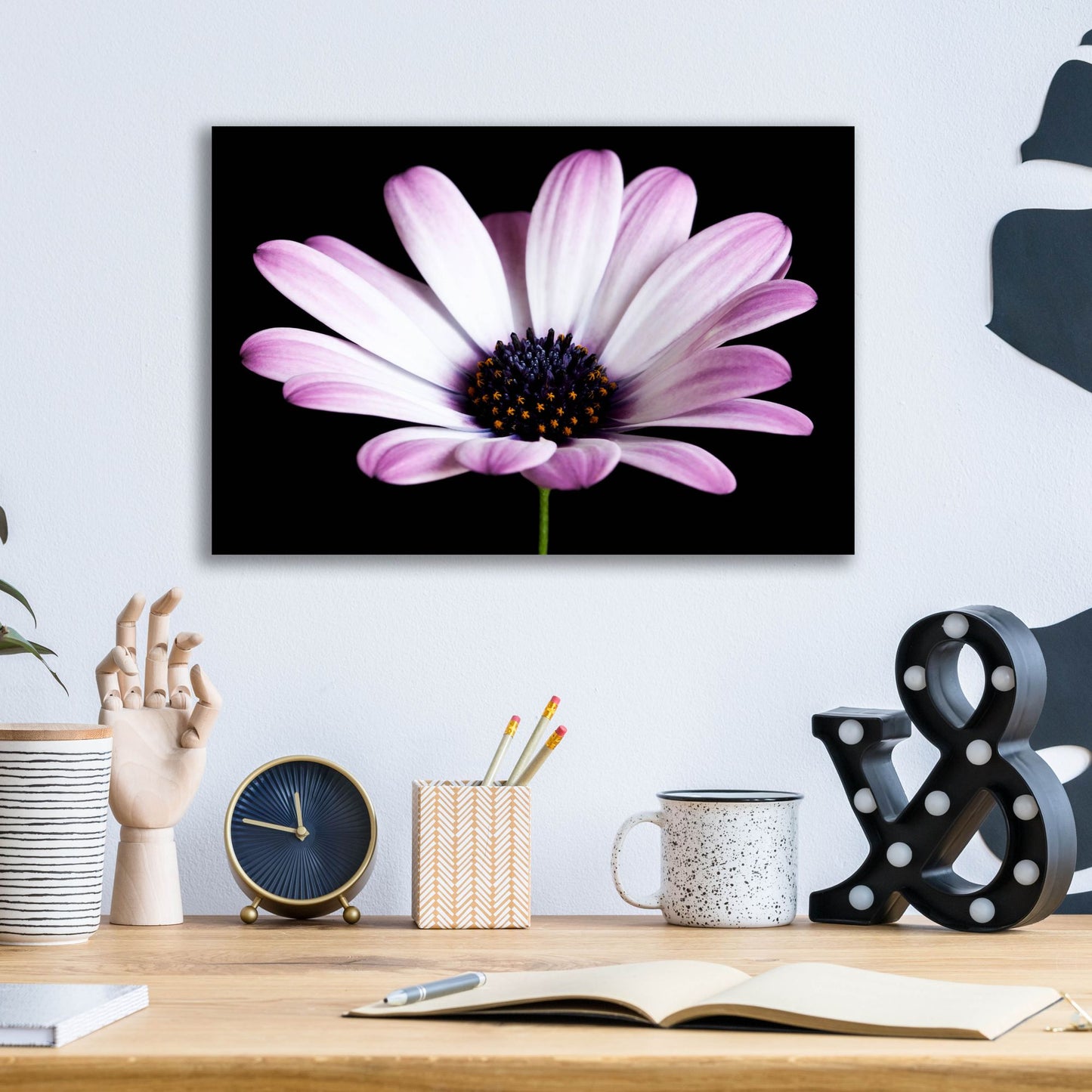 Epic Art 'Pink Osteospurmum Black 04' by Tom Quartermaine, Acrylic Glass Wall Art,16x12