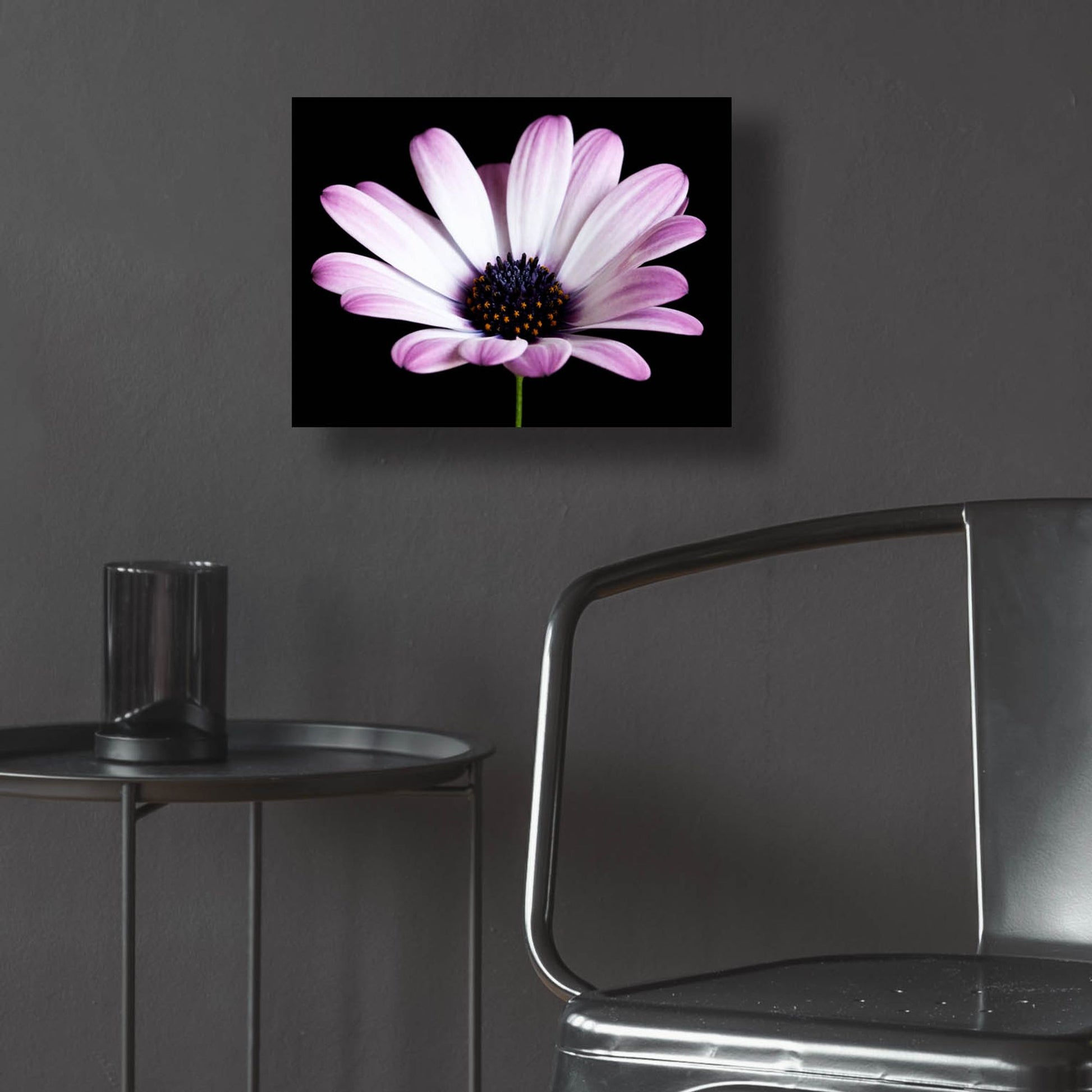 Epic Art 'Pink Osteospurmum Black 04' by Tom Quartermaine, Acrylic Glass Wall Art,16x12