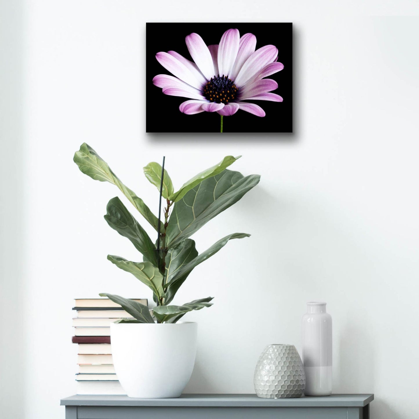 Epic Art 'Pink Osteospurmum Black 04' by Tom Quartermaine, Acrylic Glass Wall Art,16x12