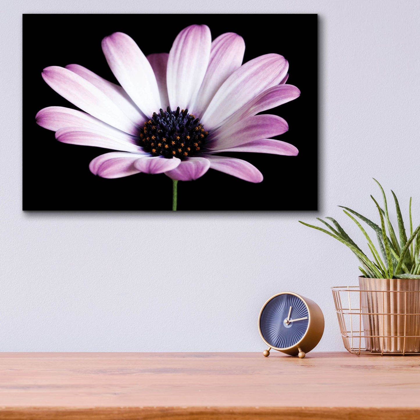 Epic Art 'Pink Osteospurmum Black 04' by Tom Quartermaine, Acrylic Glass Wall Art,16x12