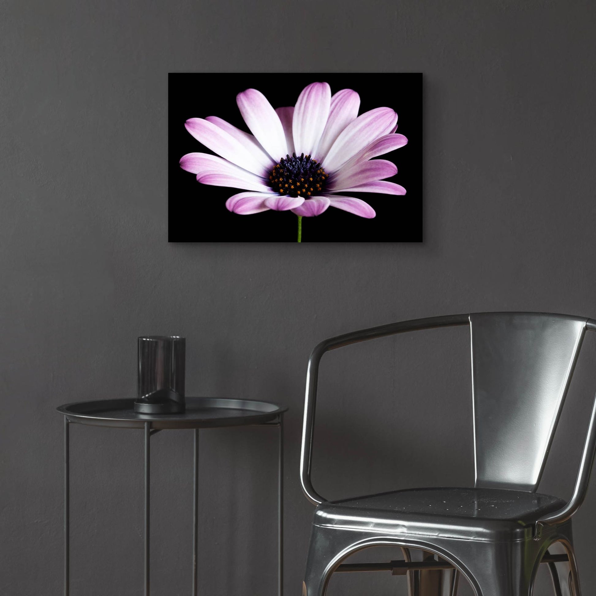 Epic Art 'Pink Osteospurmum Black 04' by Tom Quartermaine, Acrylic Glass Wall Art,24x16