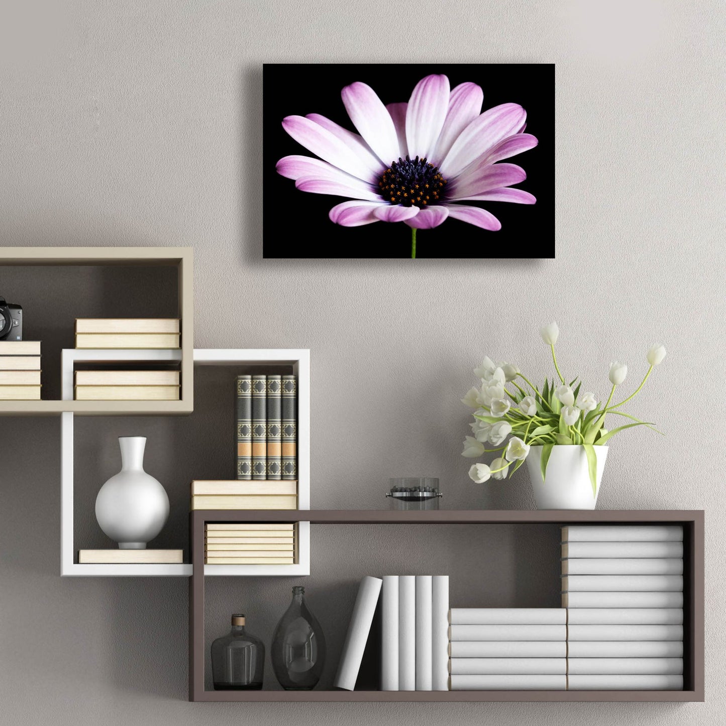 Epic Art 'Pink Osteospurmum Black 04' by Tom Quartermaine, Acrylic Glass Wall Art,24x16