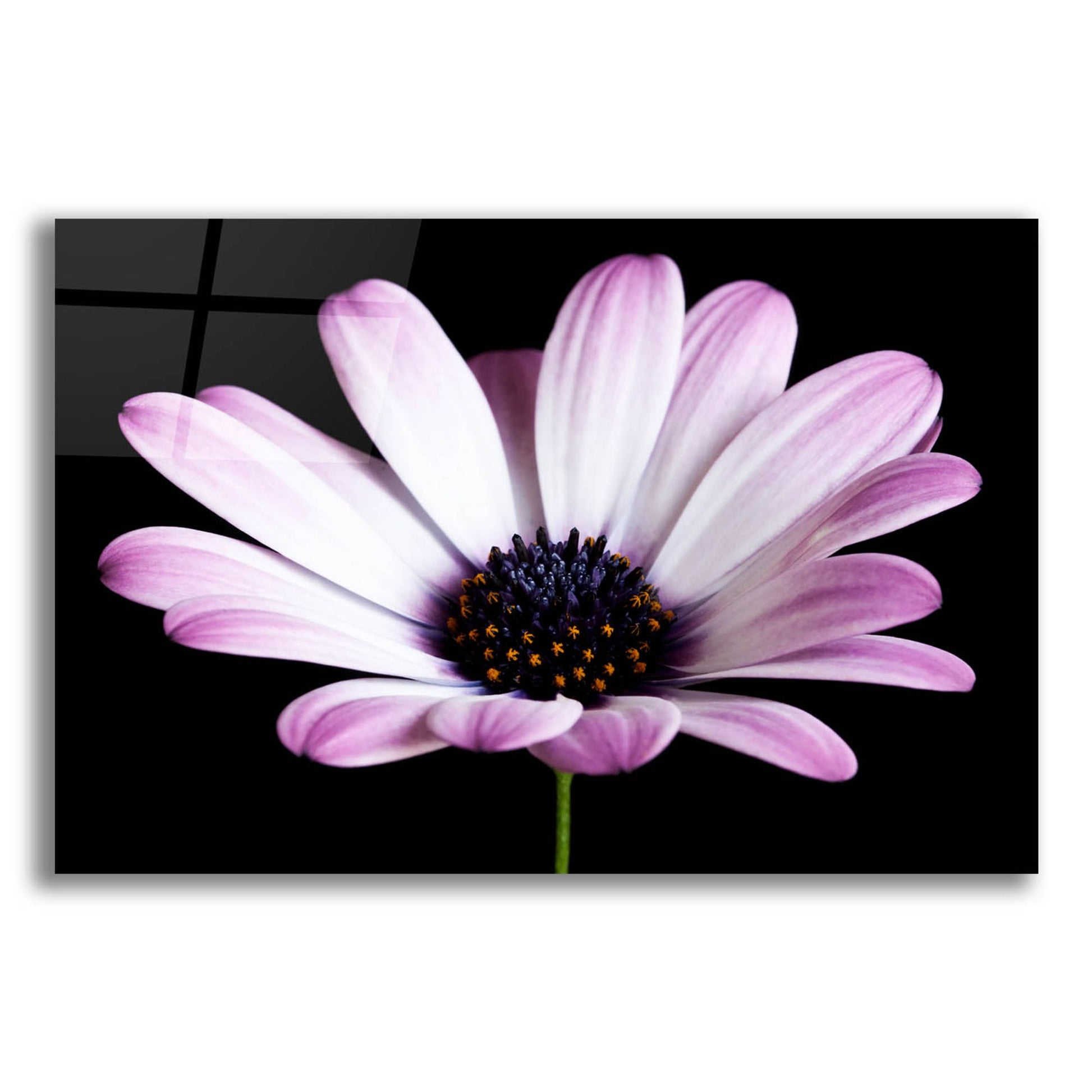 Epic Art 'Pink Osteospurmum Black 04' by Tom Quartermaine, Acrylic Glass Wall Art,24x16