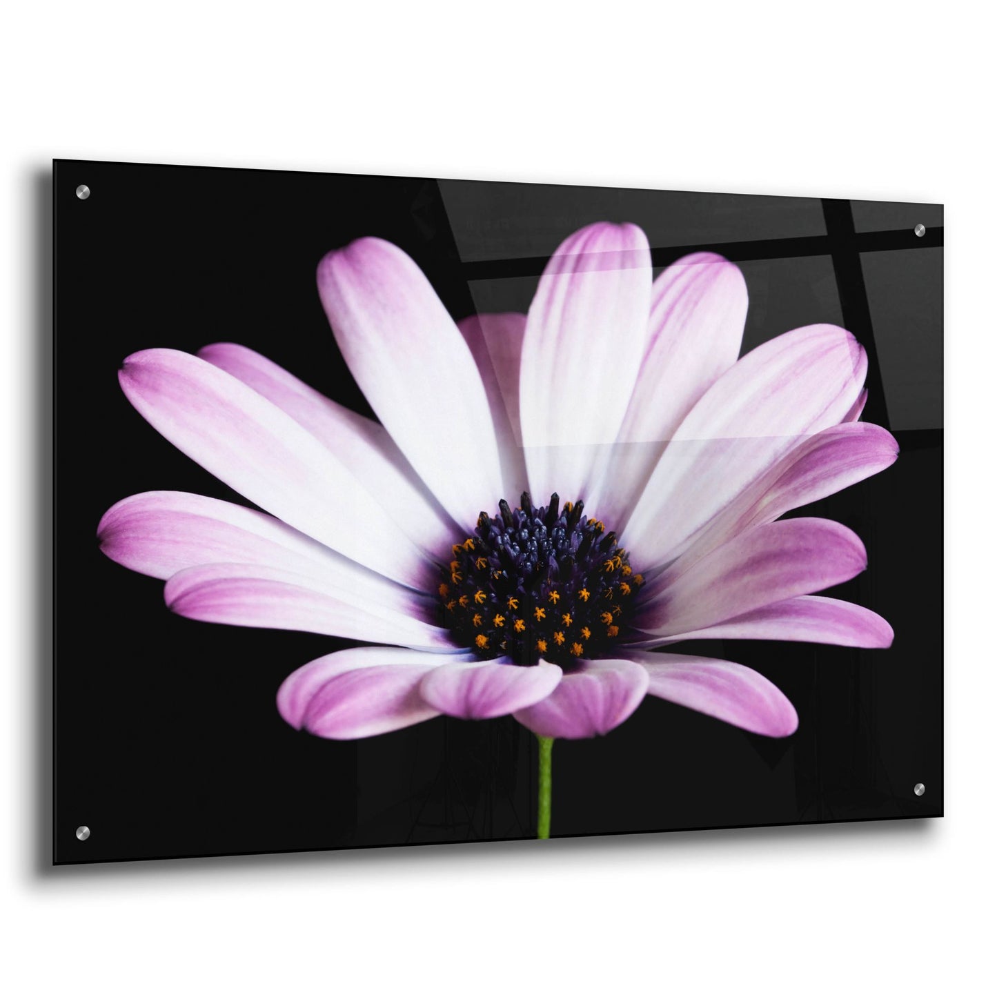 Epic Art 'Pink Osteospurmum Black 04' by Tom Quartermaine, Acrylic Glass Wall Art,36x24