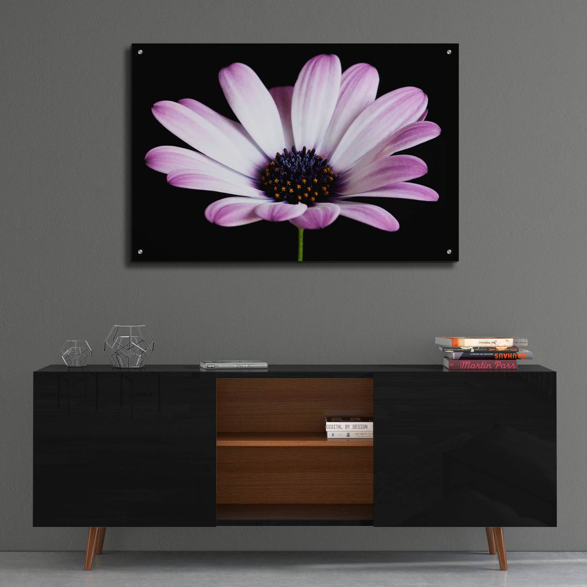 Epic Art 'Pink Osteospurmum Black 04' by Tom Quartermaine, Acrylic Glass Wall Art,36x24