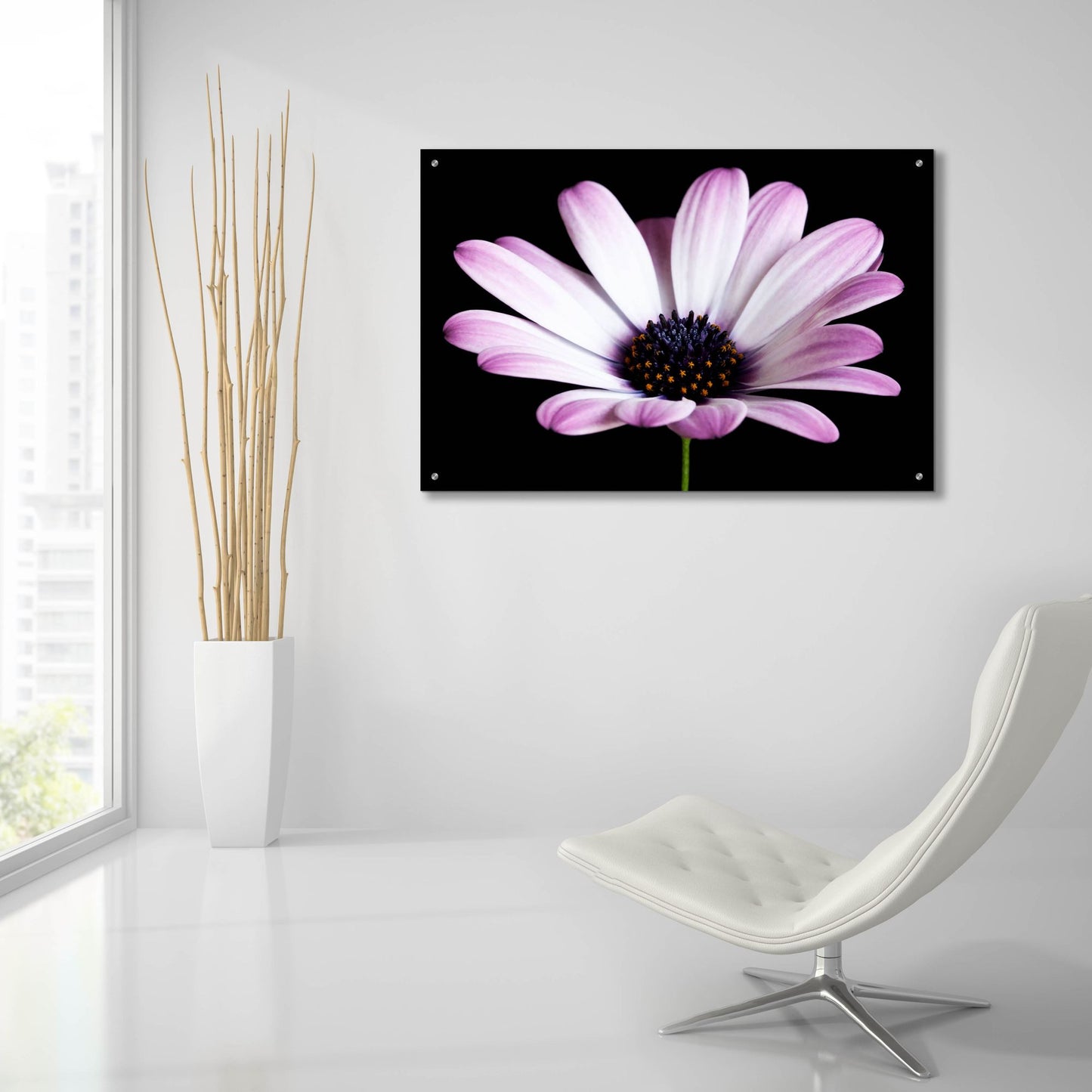 Epic Art 'Pink Osteospurmum Black 04' by Tom Quartermaine, Acrylic Glass Wall Art,36x24