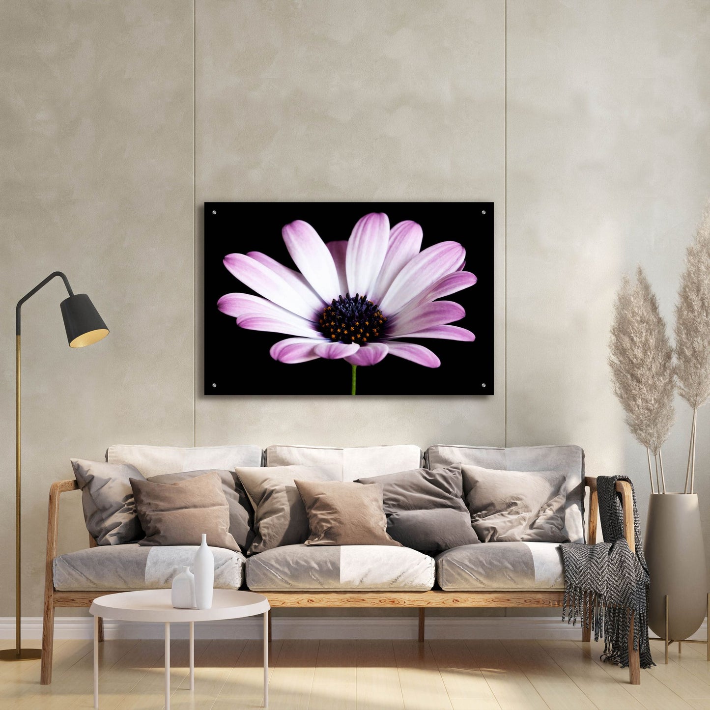 Epic Art 'Pink Osteospurmum Black 04' by Tom Quartermaine, Acrylic Glass Wall Art,36x24