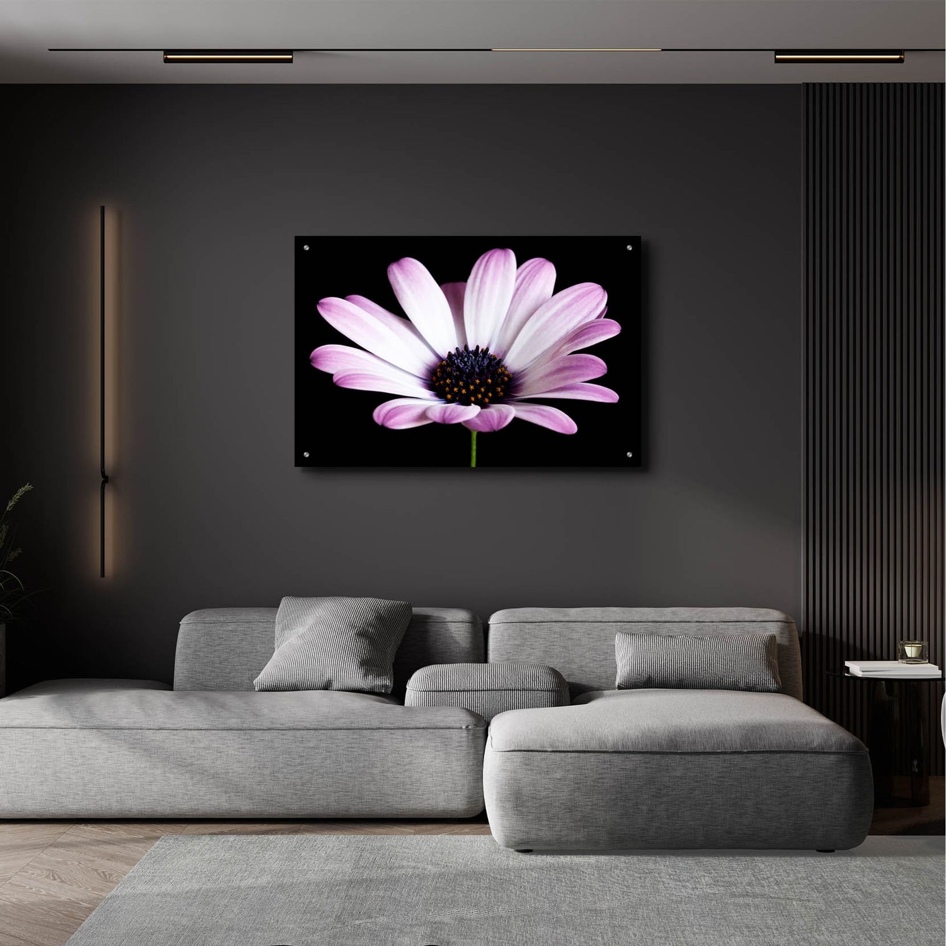 Epic Art 'Pink Osteospurmum Black 04' by Tom Quartermaine, Acrylic Glass Wall Art,36x24