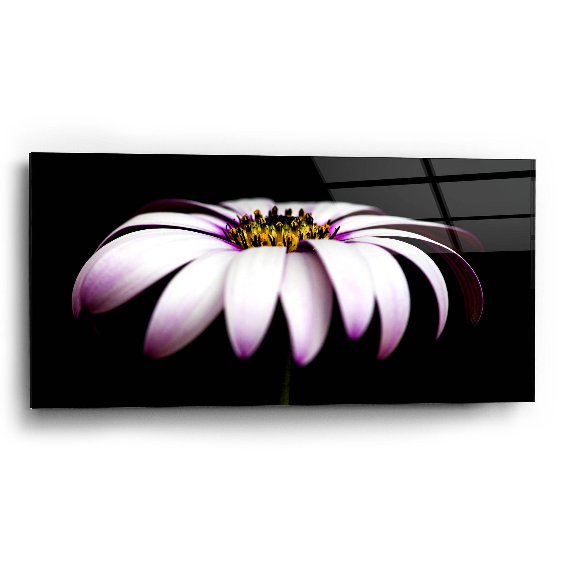 Epic Art 'Pink Osteospurmum on Black Panoramic' by Tom Quartermaine, Acrylic Glass Wall Art,24x12