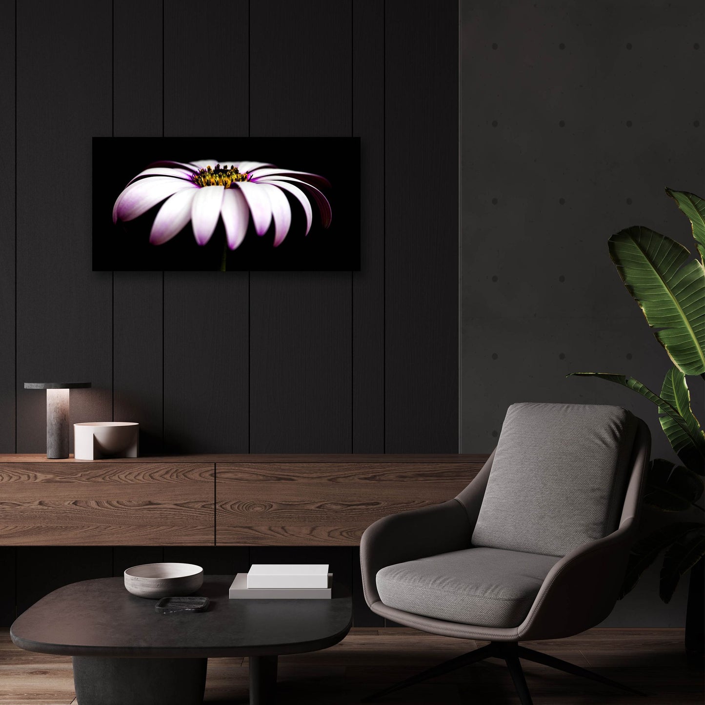 Epic Art 'Pink Osteospurmum on Black Panoramic' by Tom Quartermaine, Acrylic Glass Wall Art,24x12