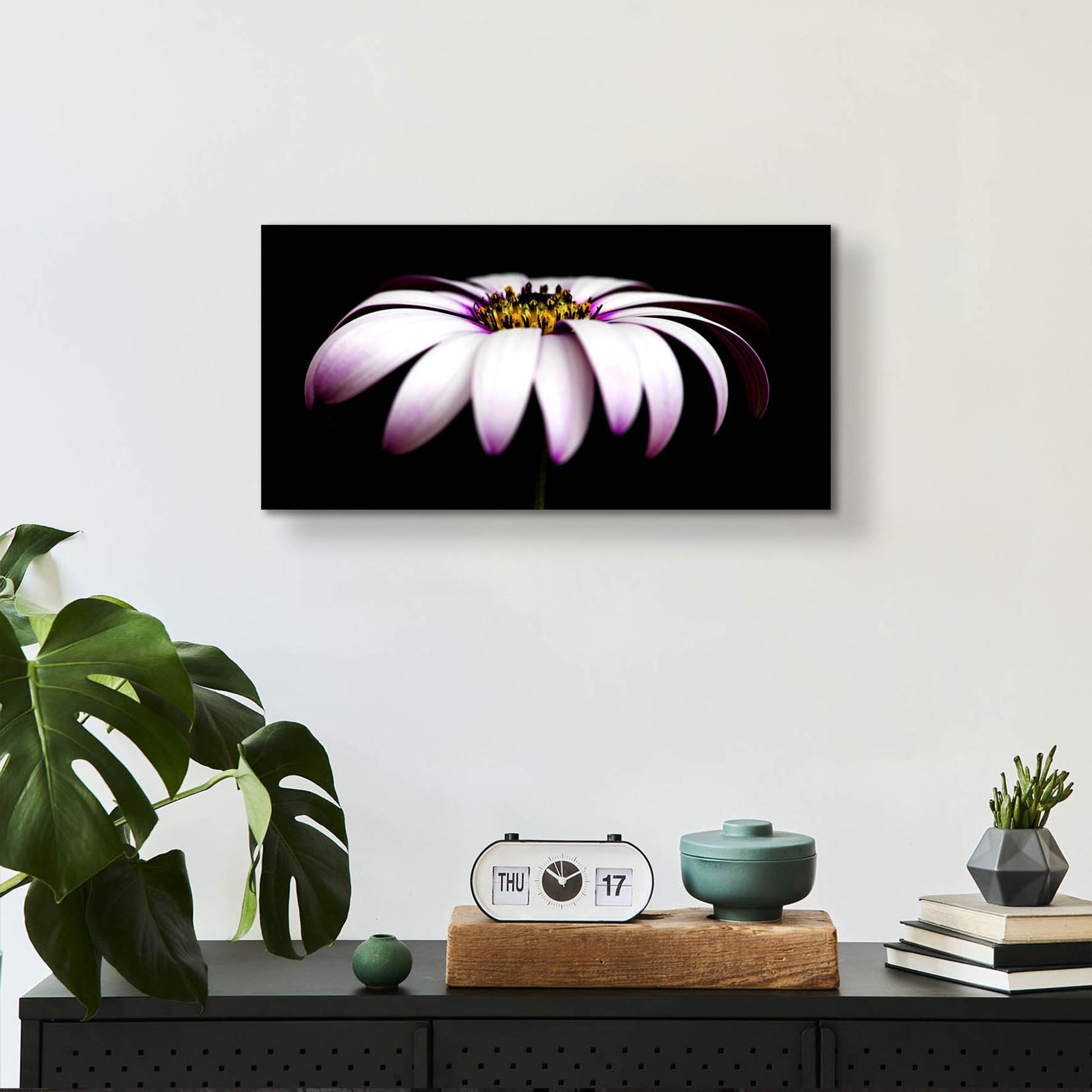 Epic Art 'Pink Osteospurmum on Black Panoramic' by Tom Quartermaine, Acrylic Glass Wall Art,24x12