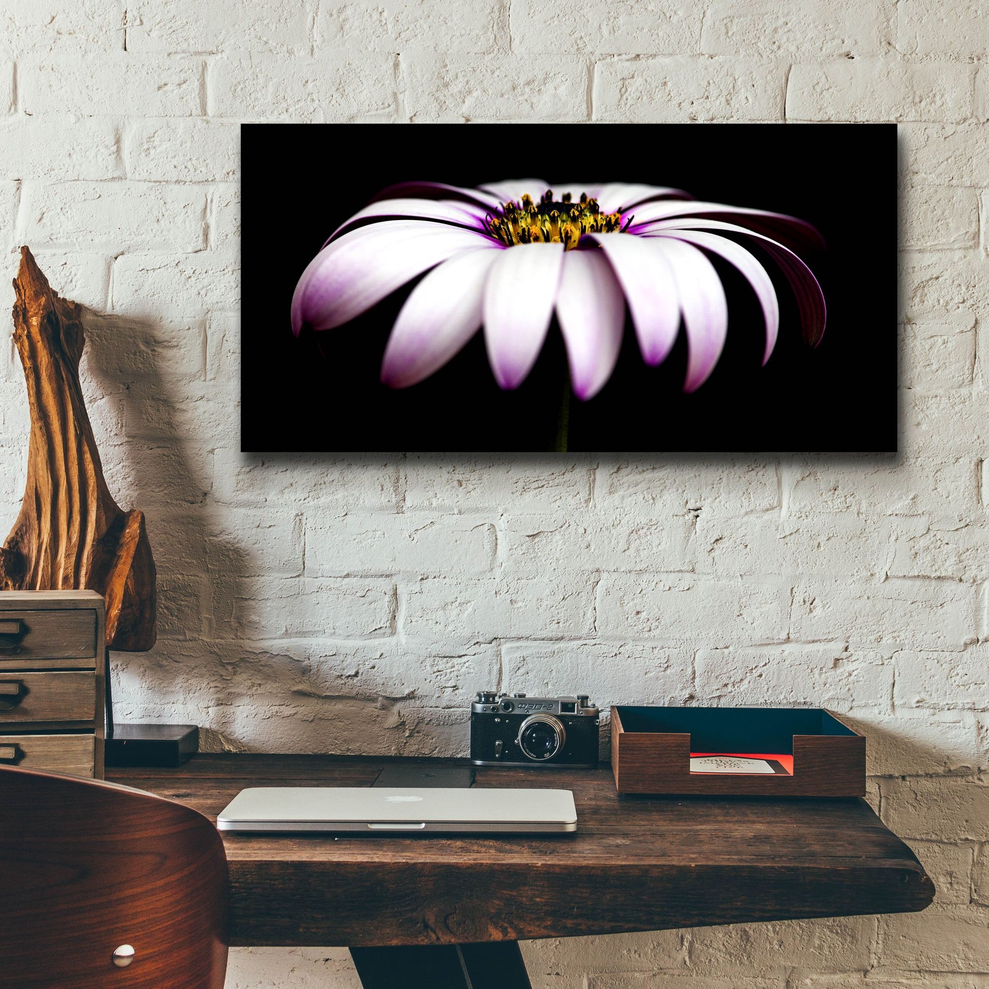 Epic Art 'Pink Osteospurmum on Black Panoramic' by Tom Quartermaine, Acrylic Glass Wall Art,24x12