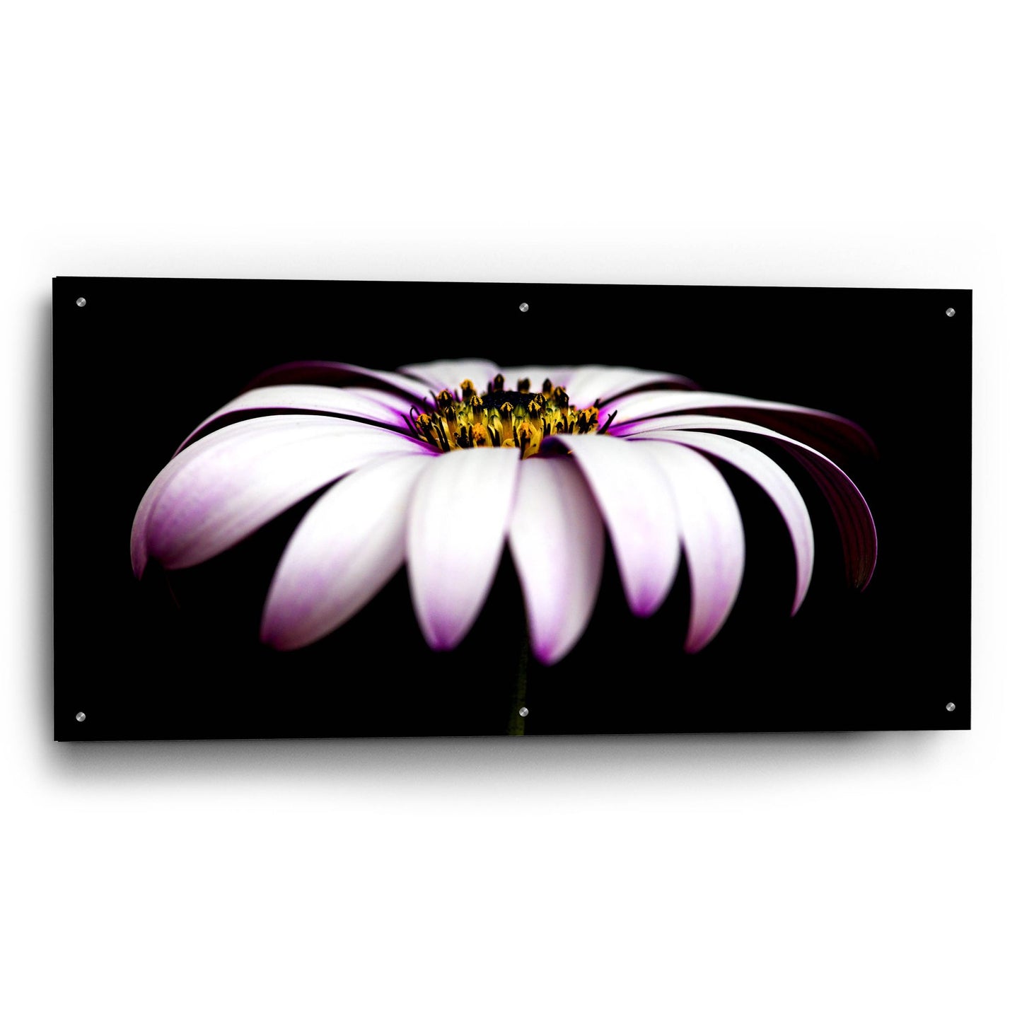 Epic Art 'Pink Osteospurmum on Black Panoramic' by Tom Quartermaine, Acrylic Glass Wall Art,48x24