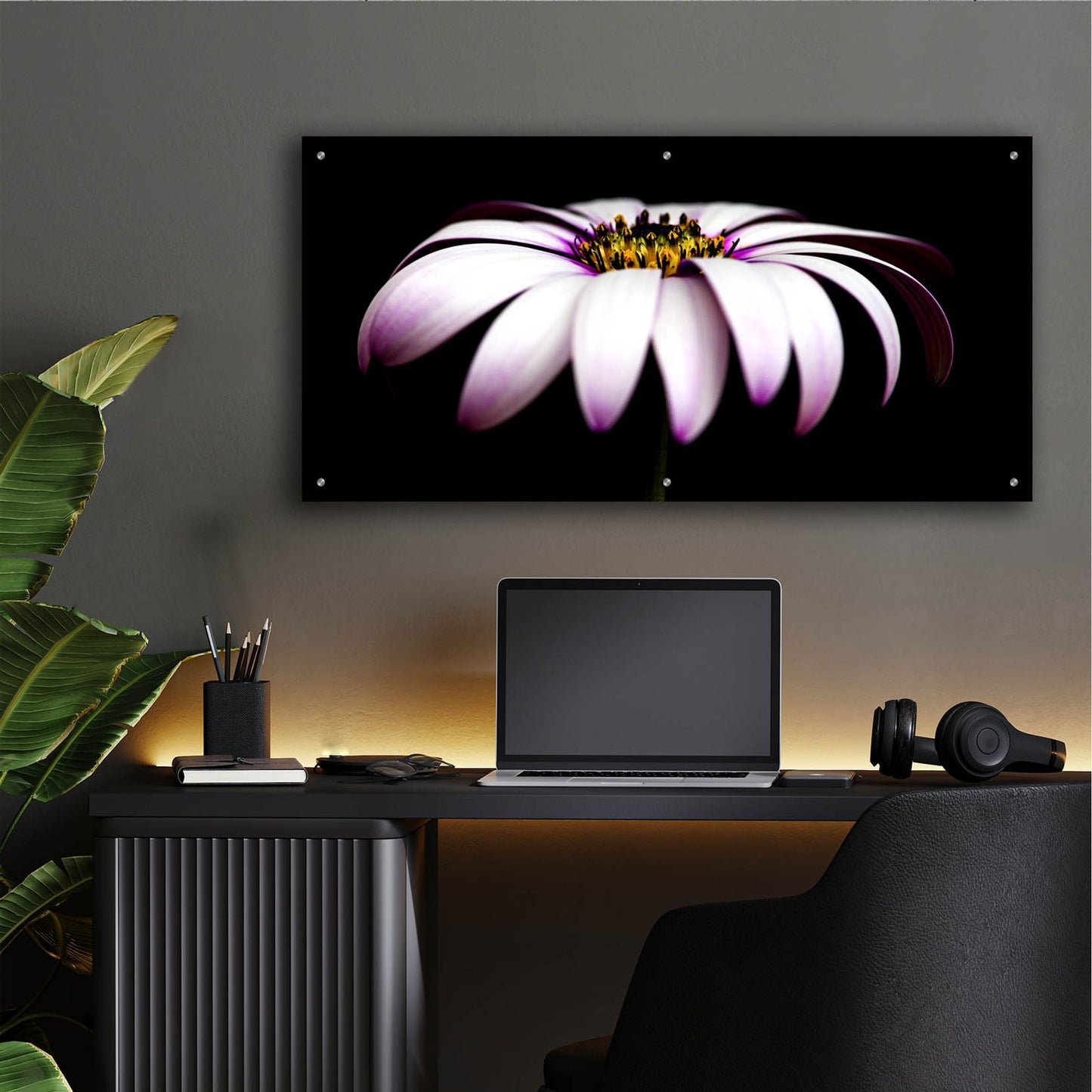 Epic Art 'Pink Osteospurmum on Black Panoramic' by Tom Quartermaine, Acrylic Glass Wall Art,48x24