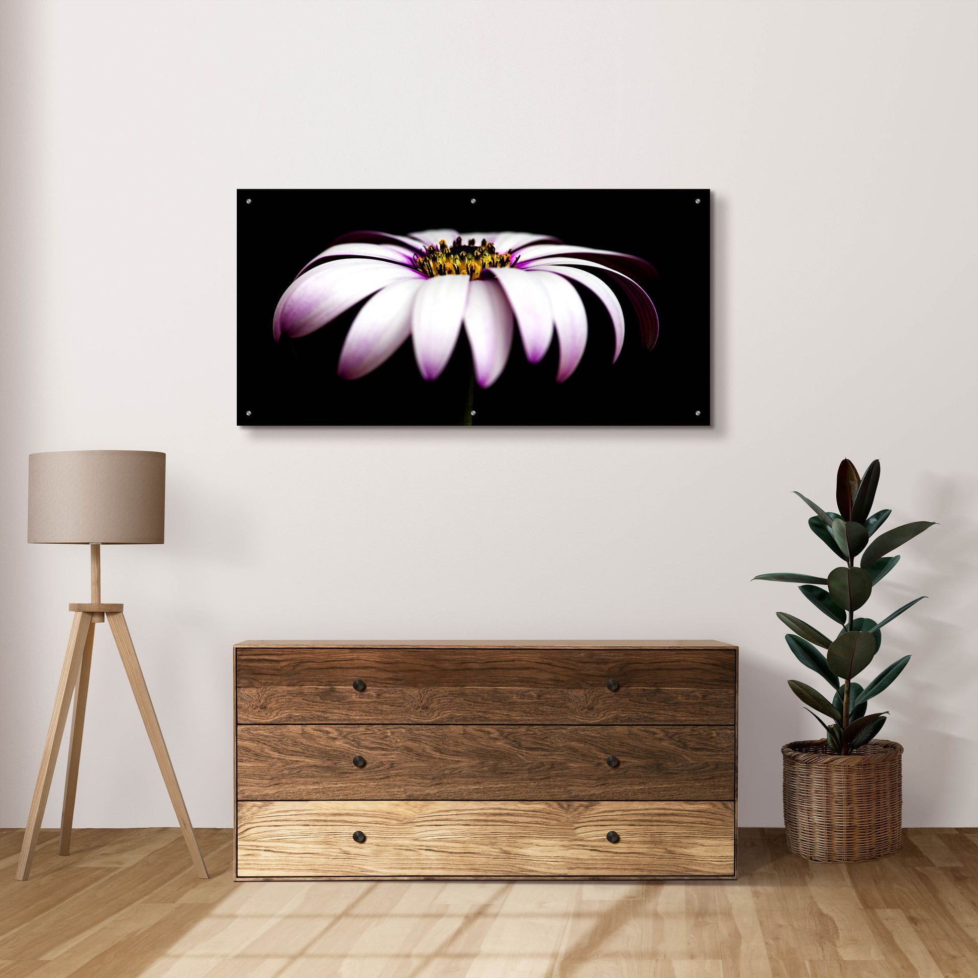 Epic Art 'Pink Osteospurmum on Black Panoramic' by Tom Quartermaine, Acrylic Glass Wall Art,48x24