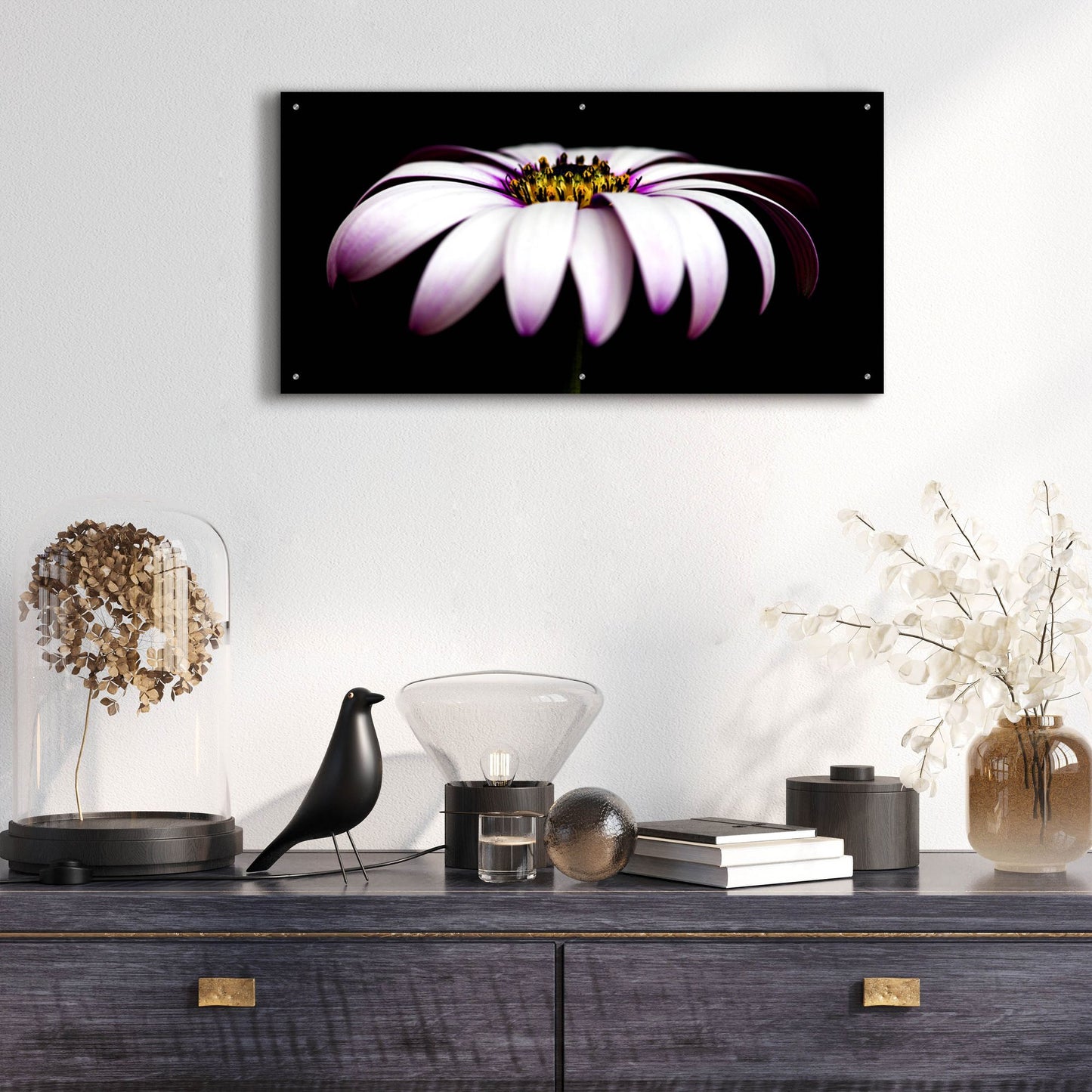 Epic Art 'Pink Osteospurmum on Black Panoramic' by Tom Quartermaine, Acrylic Glass Wall Art,48x24